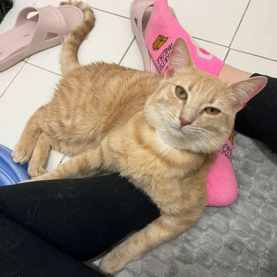 Enlarge Golden, an adopted Domestic Short Hair in New York, NY image 2/4