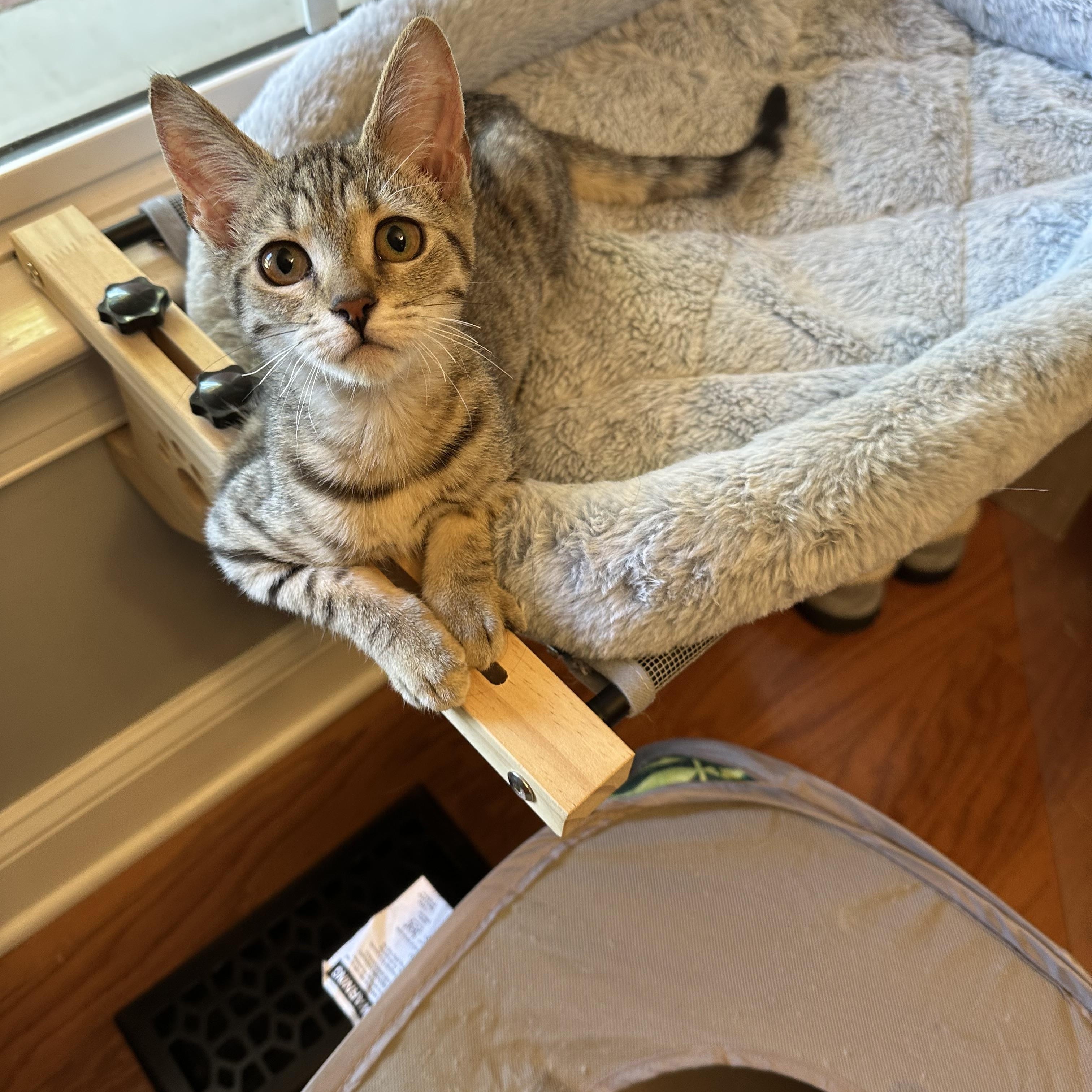 Mocha, a Adoptable Tabby in Spring Lake, NC image 6/6