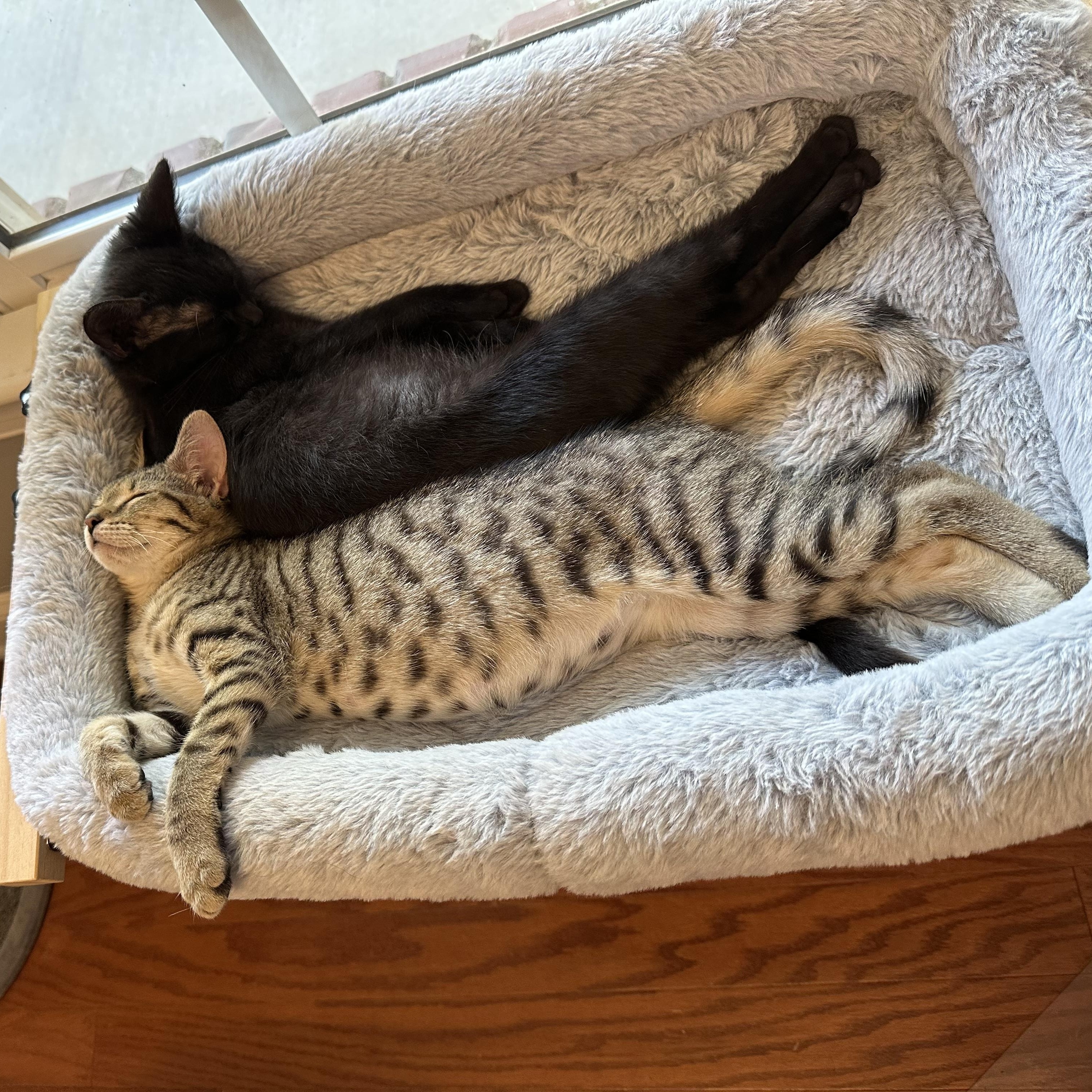 Mocha, a Adoptable Tabby in Spring Lake, NC image 3/6