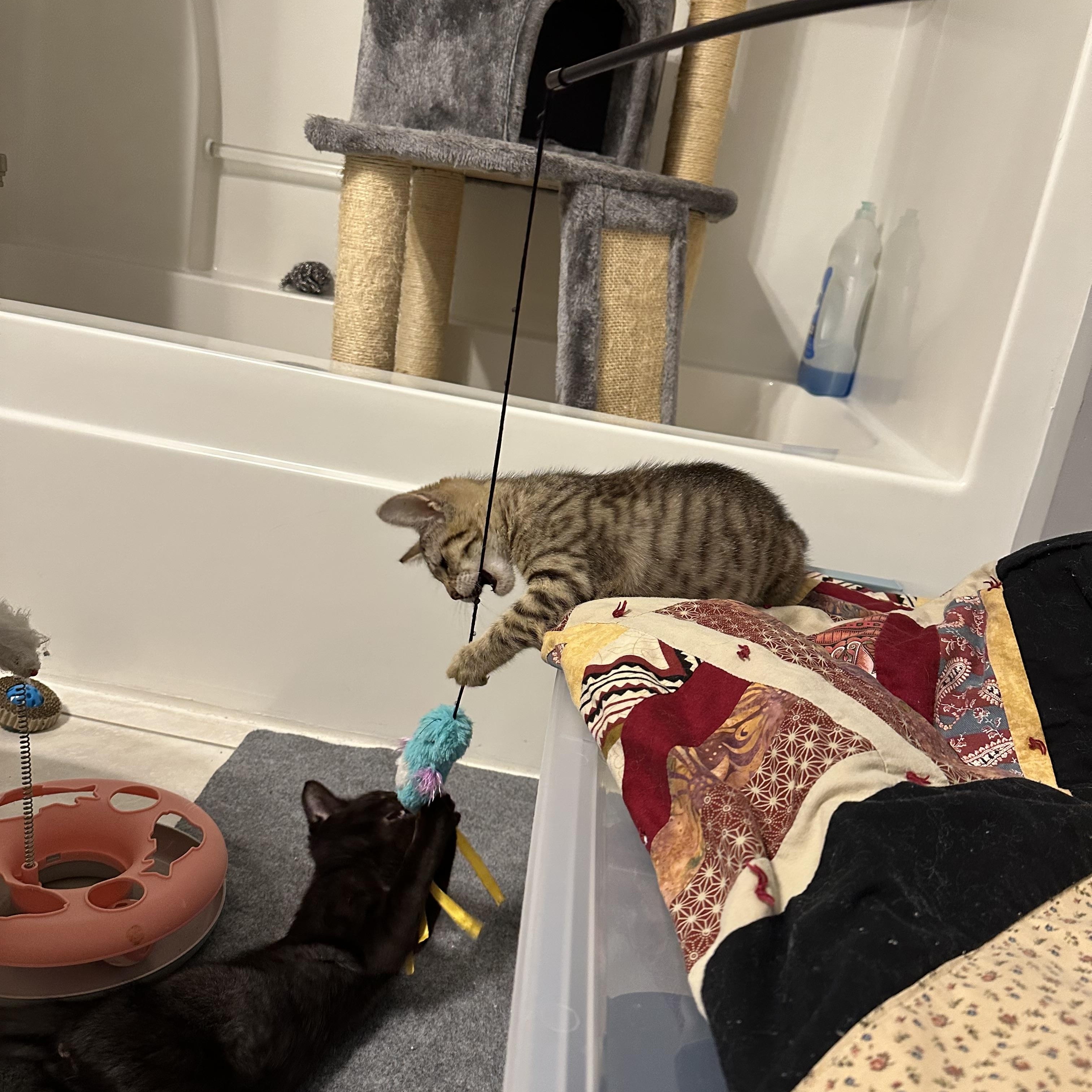 Mocha, a Adoptable Tabby in Spring Lake, NC image 2/6