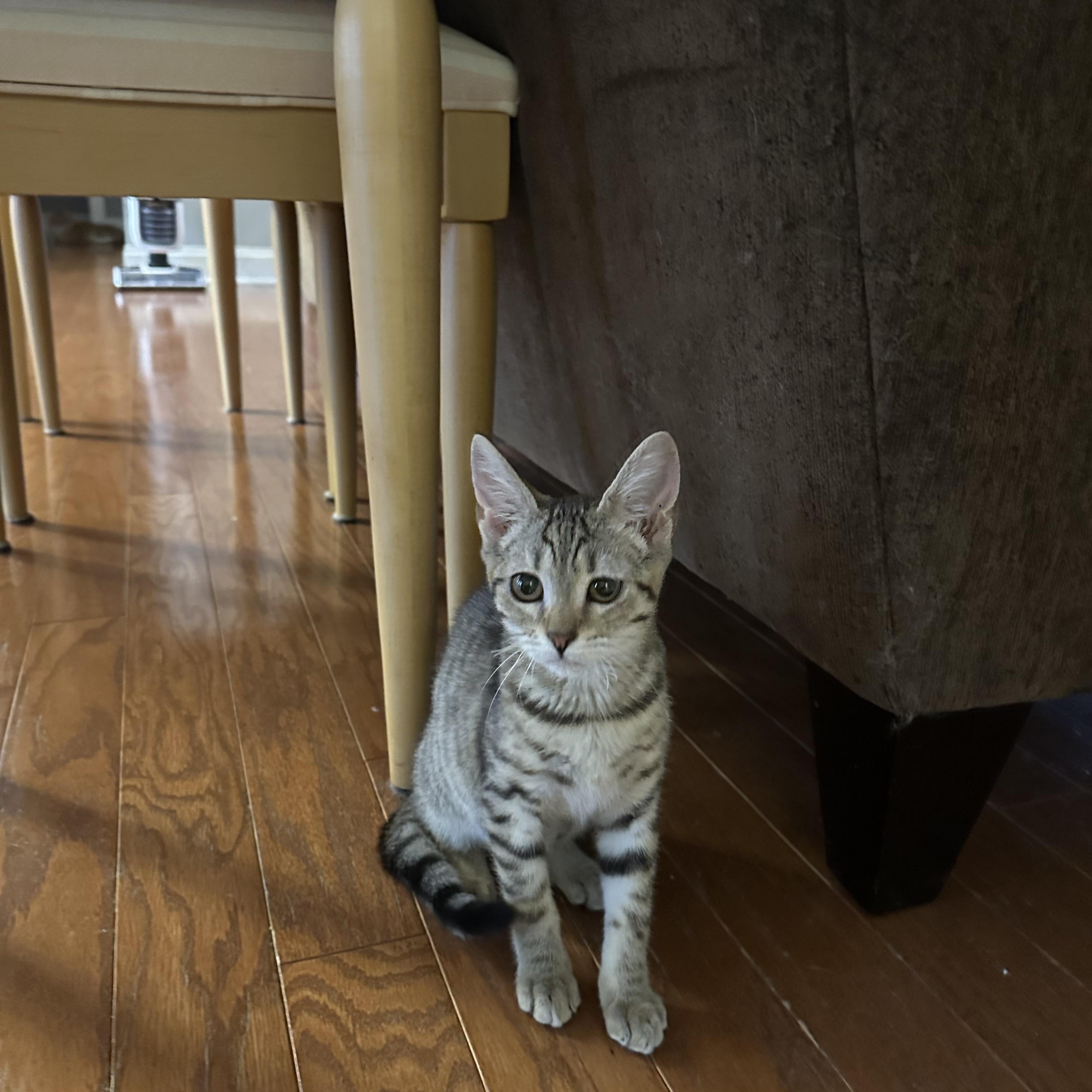 Mocha, Adoptable, Kitten Female Tabby.