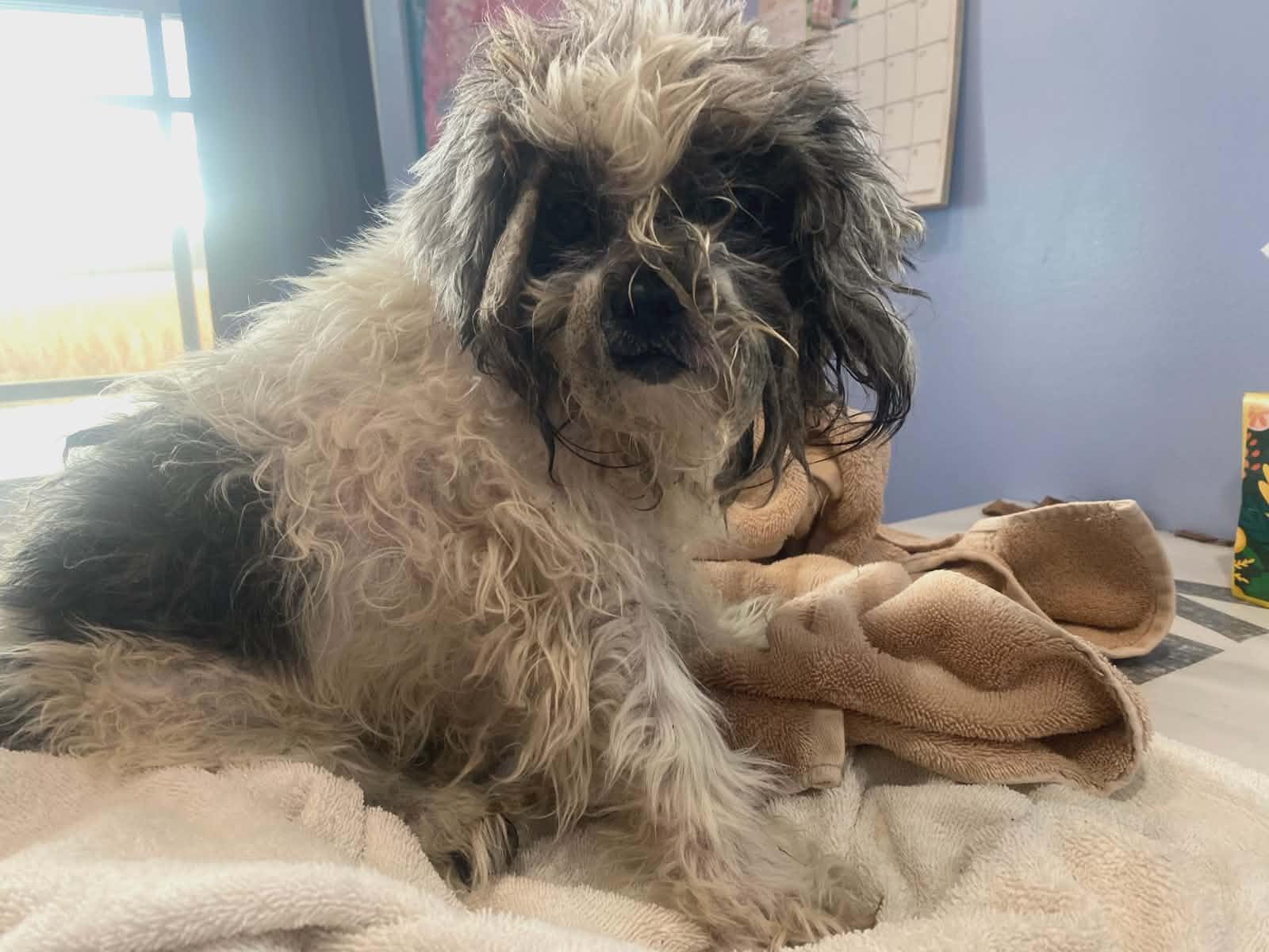 Scrabble, Adoptable, Senior Female Shih Tzu.