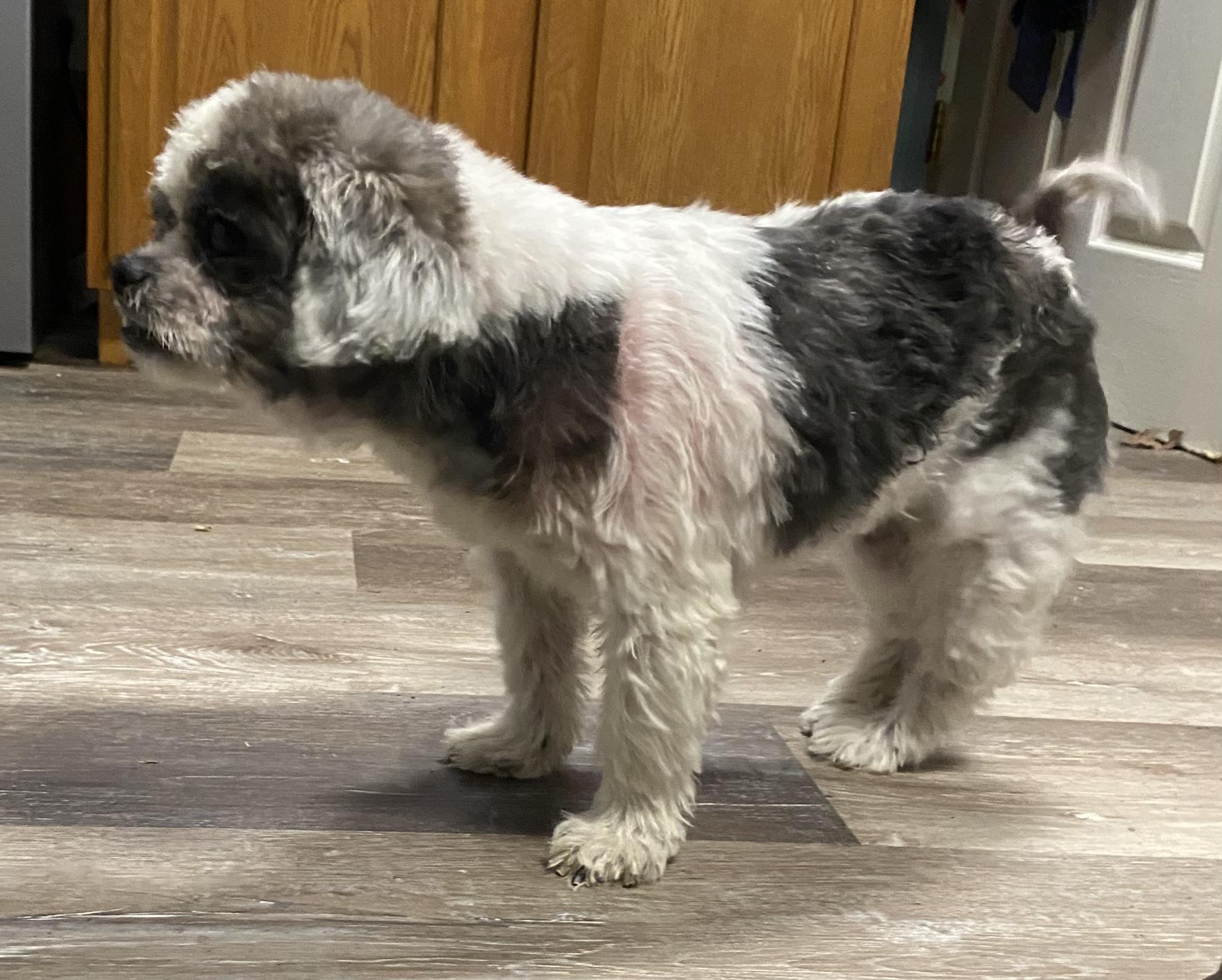 Enlarge Scrabble, a Adoptable mixed breed in Knoxville, TN image 3/6