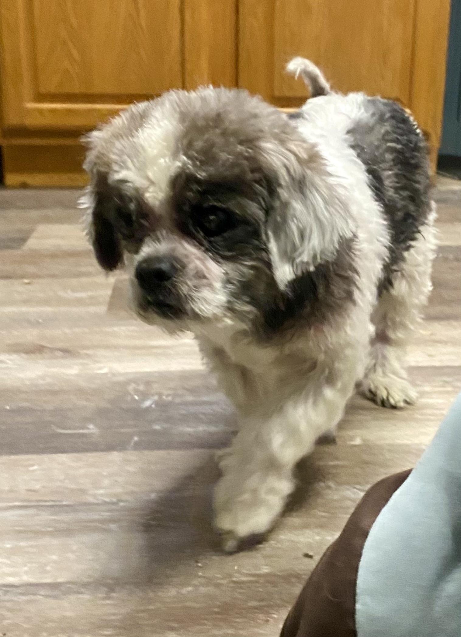 Enlarge Scrabble, a Adoptable mixed breed in Knoxville, TN image 4/6