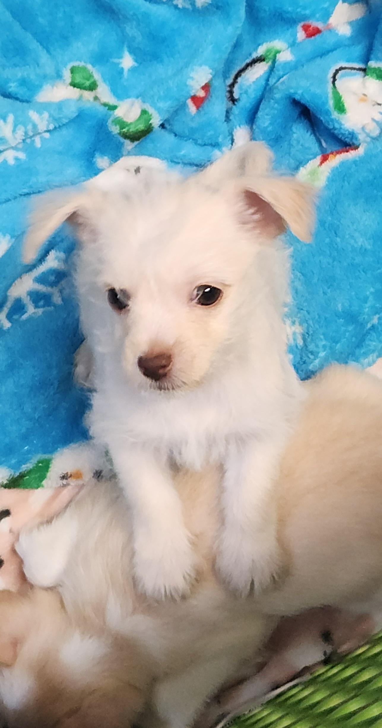 Enlarge Pixie, an adopted mixed breed in Flintstone, GA image 4/4