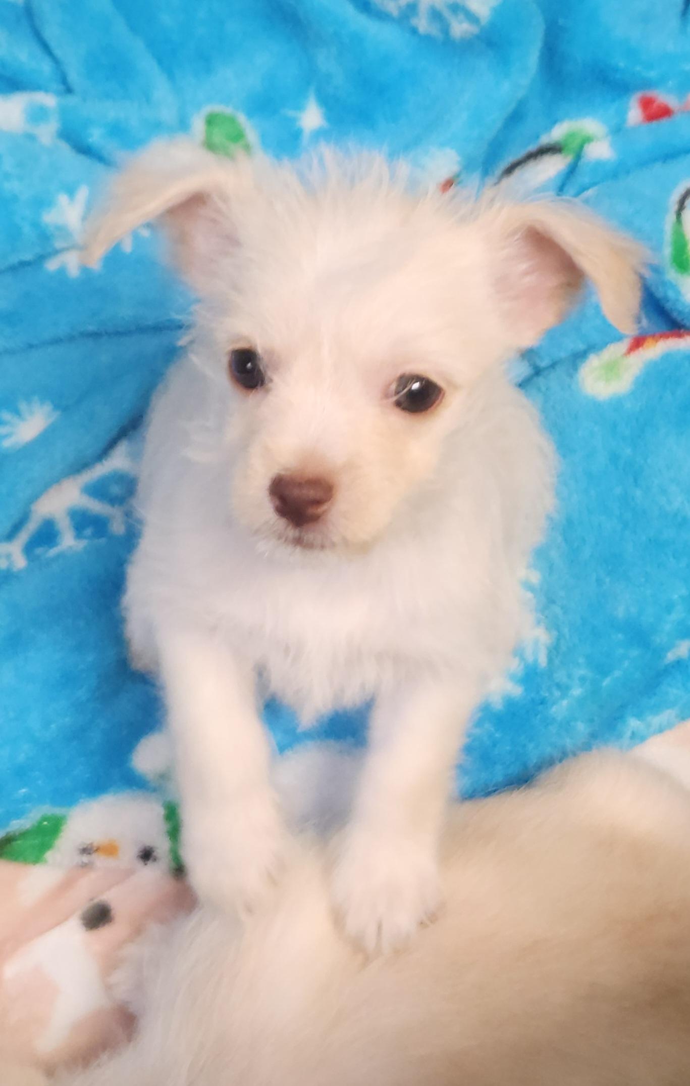 Enlarge Pixie, an adopted mixed breed in Flintstone, GA image 3/4