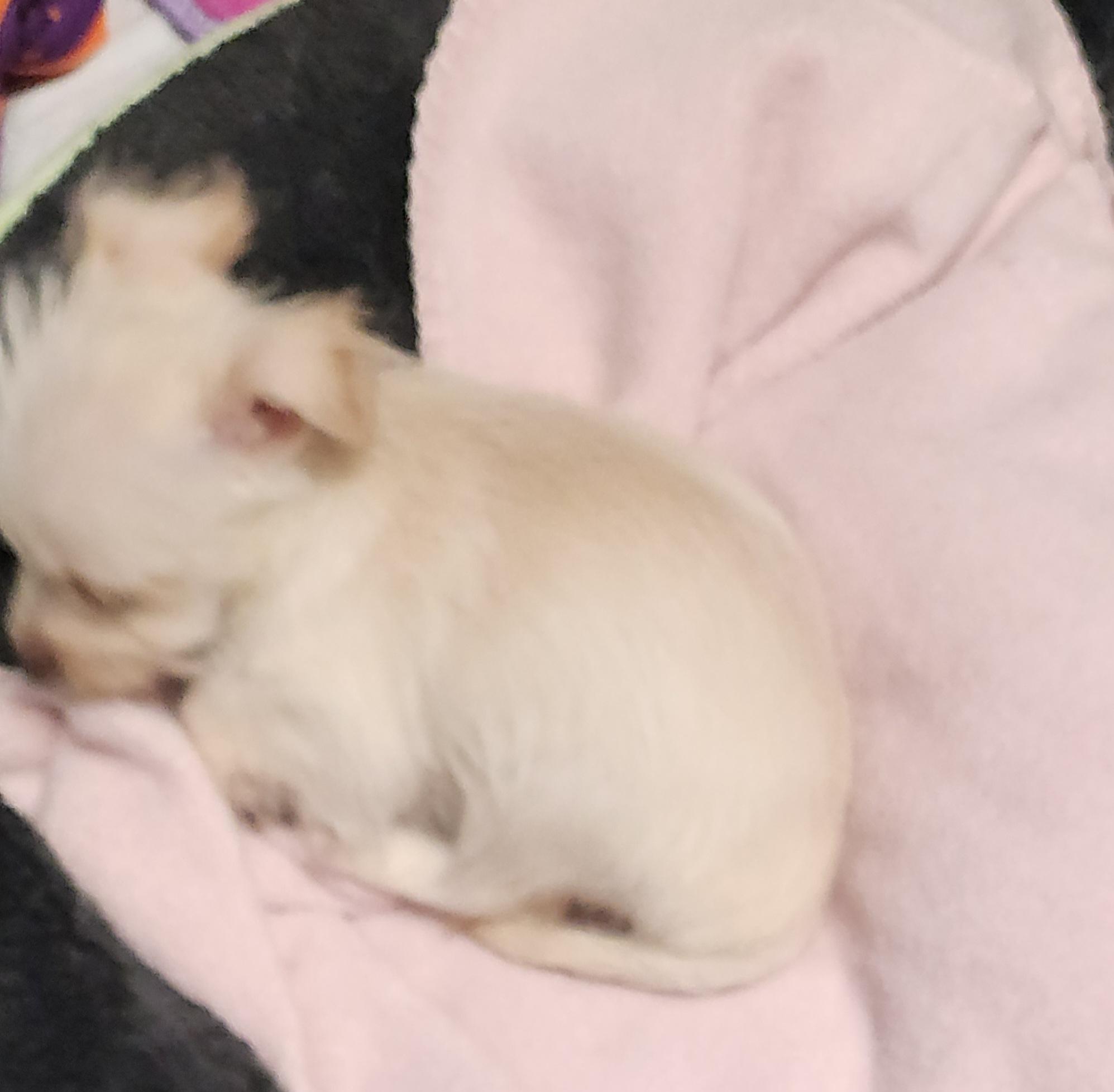 Enlarge Pixie, an adopted mixed breed in Flintstone, GA image 2/4