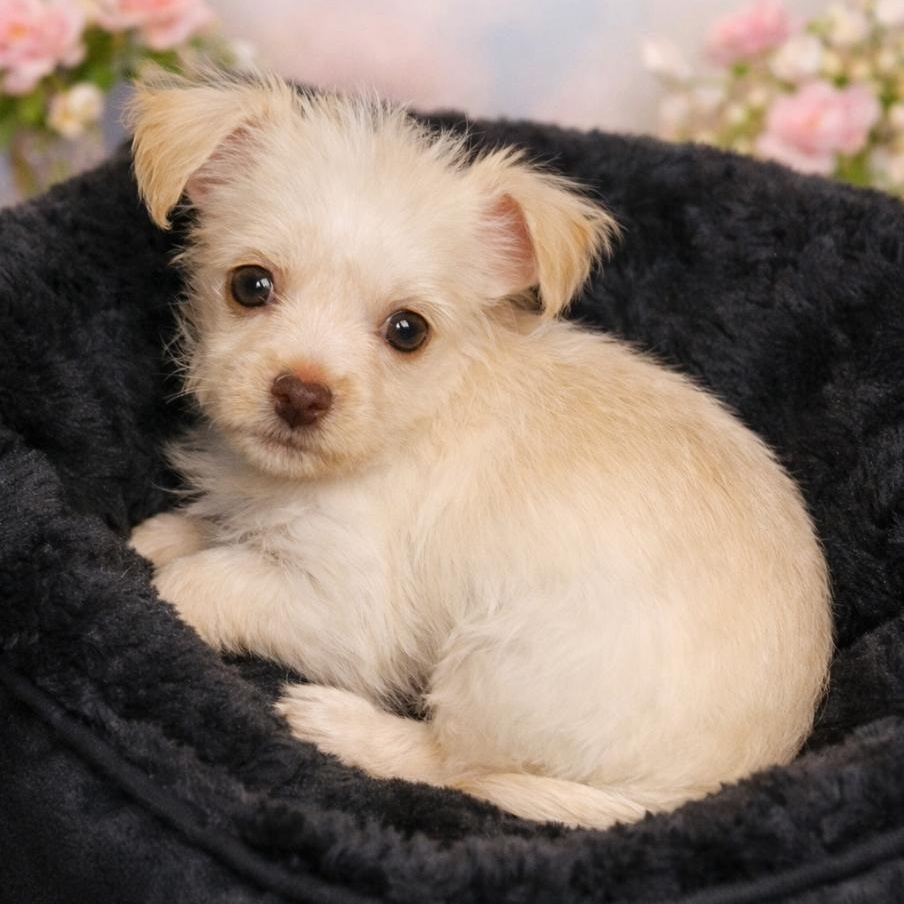 Pixie, adopted, Puppy Female Chihuahua & Wirehaired Terrier.