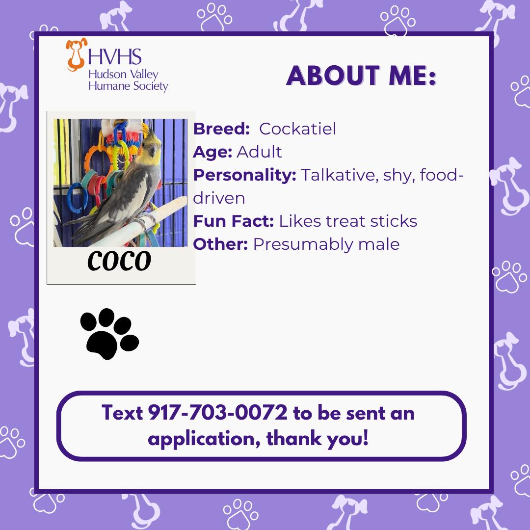 Enlarge COCO, a ADOPTABLE Cockatiel in Pomona, NY image 2/2