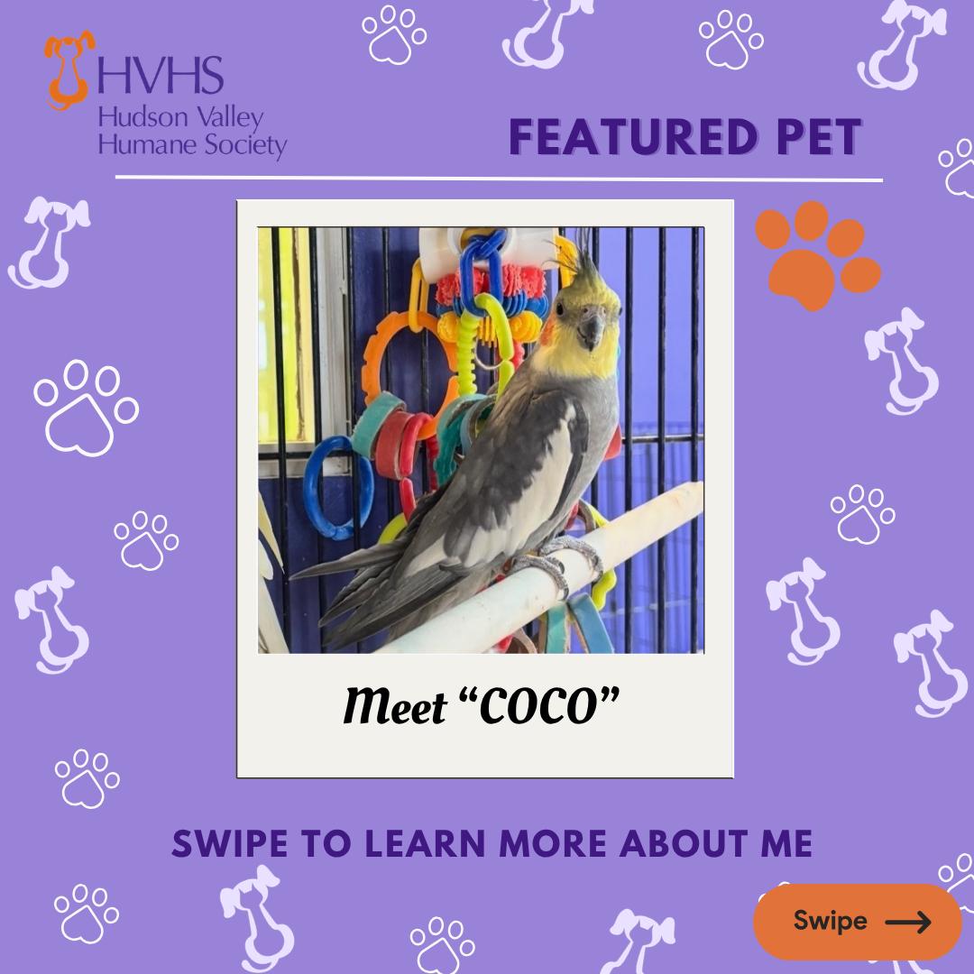 Enlarge COCO, a ADOPTABLE Cockatiel in Pomona, NY image 1/2