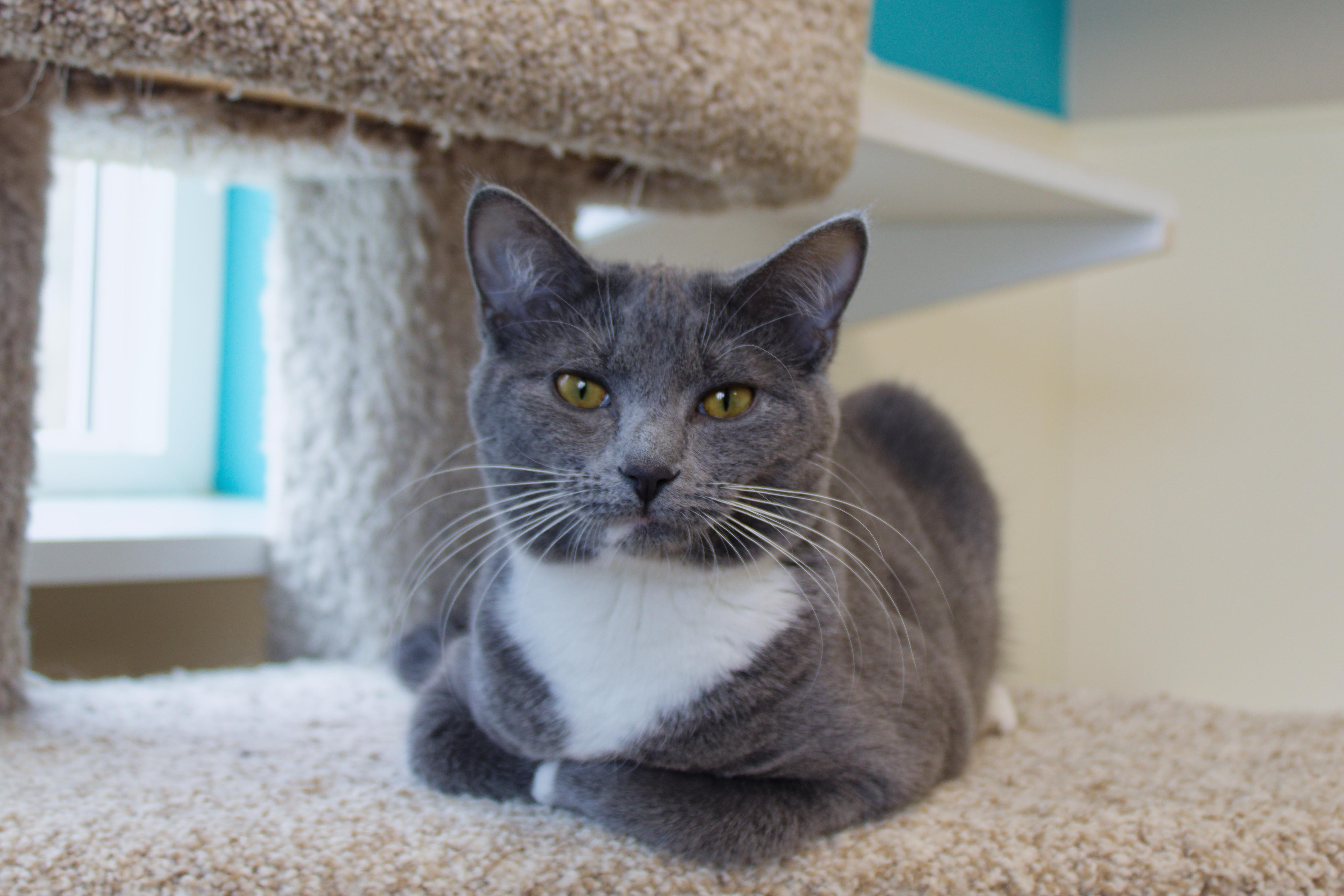 Enlarge Mittens, a Adoptable mixed breed in Urbana, OH image 6/6