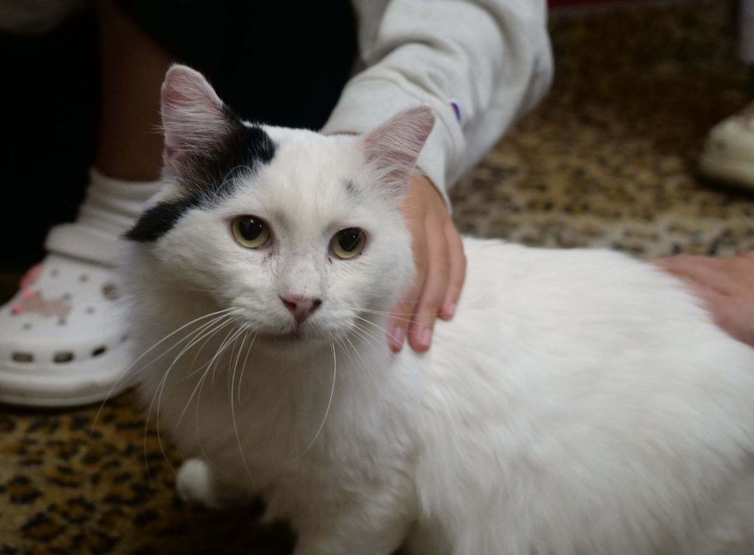 Adopt Rio: Your Future Best Friend with Beauty and Grace!, a Adoptable Turkish Van in Tustin, CA image 2/3