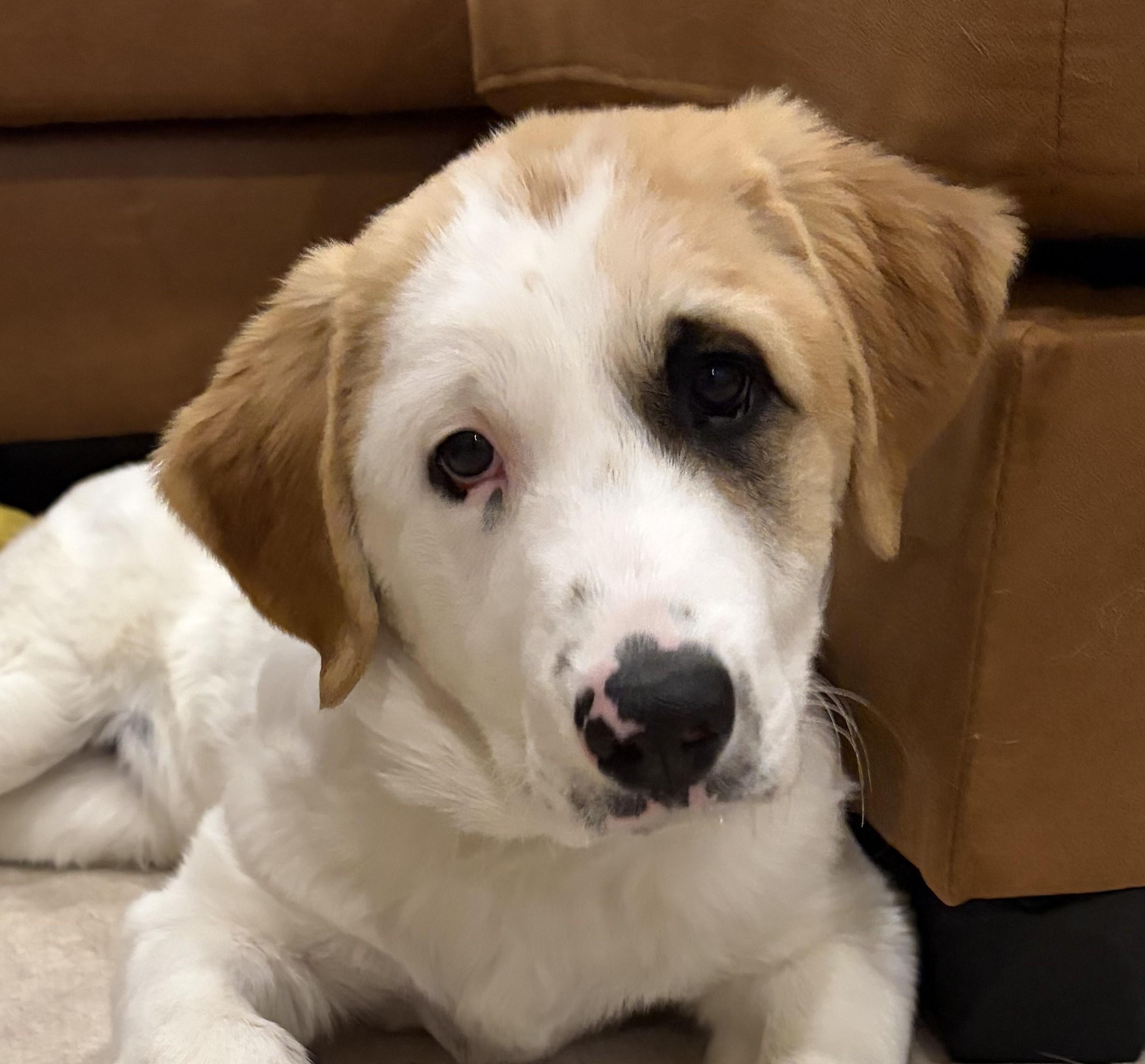 Jacoby Jackpot - Local Pup, adopted, Puppy Male Great Pyrenees & Anatolian Shepherd.