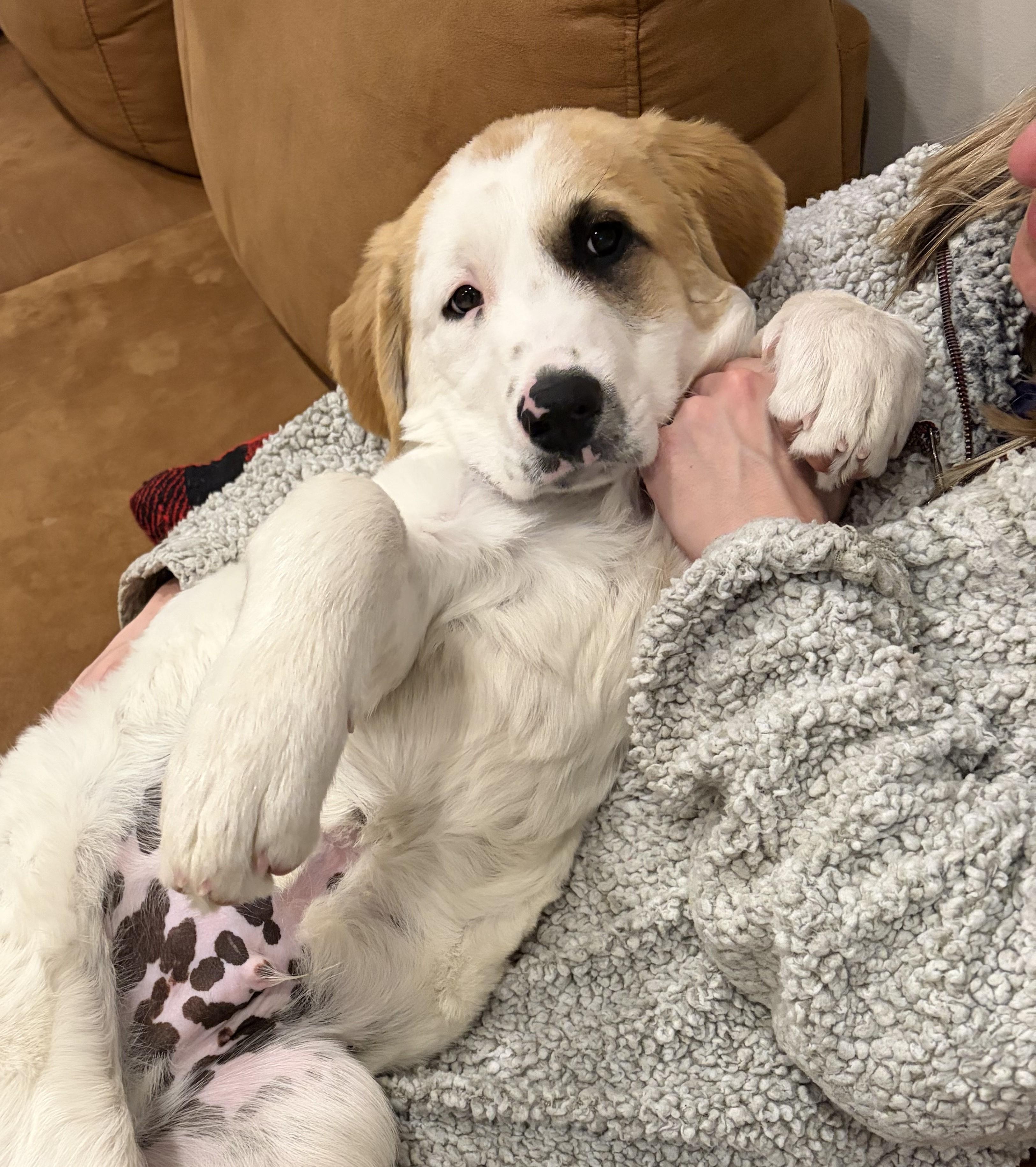 Enlarge Jacoby Jackpot - Local Pup, an adopted mixed breed in Andover, MA image 6/6