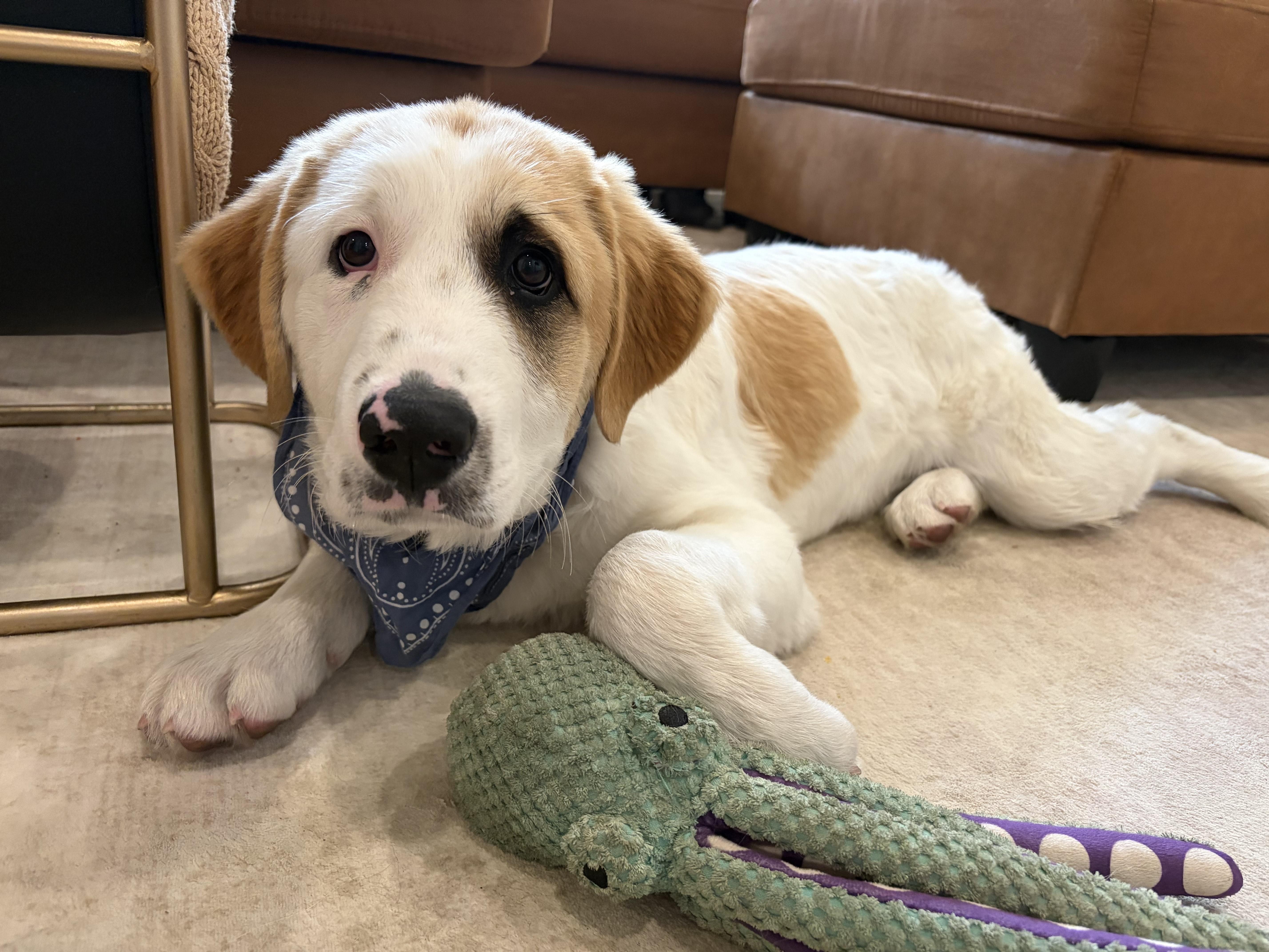 Enlarge Jacoby Jackpot - Local Pup, an adopted mixed breed in Andover, MA image 4/6