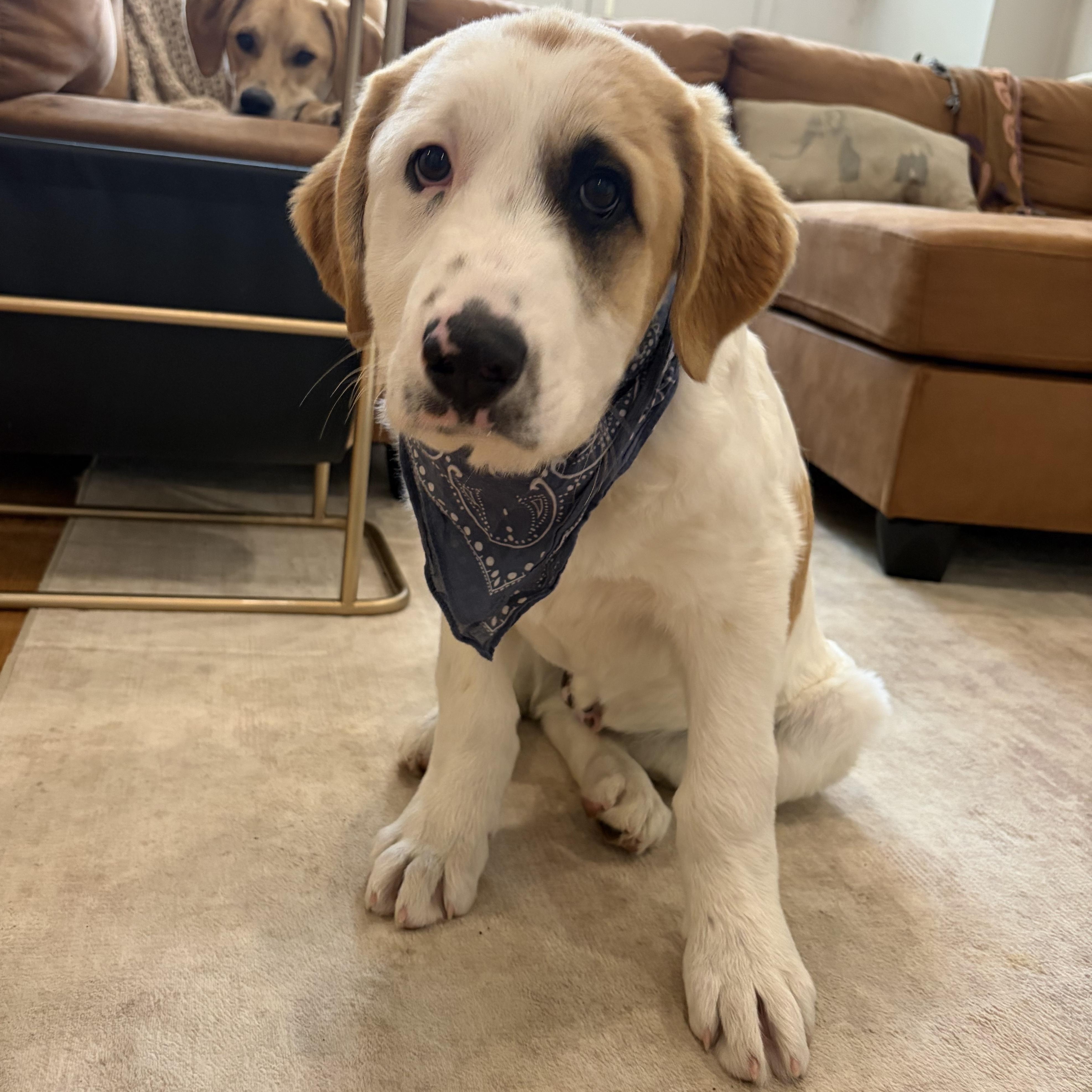 Enlarge Jacoby Jackpot - Local Pup, an adopted mixed breed in Andover, MA image 3/6