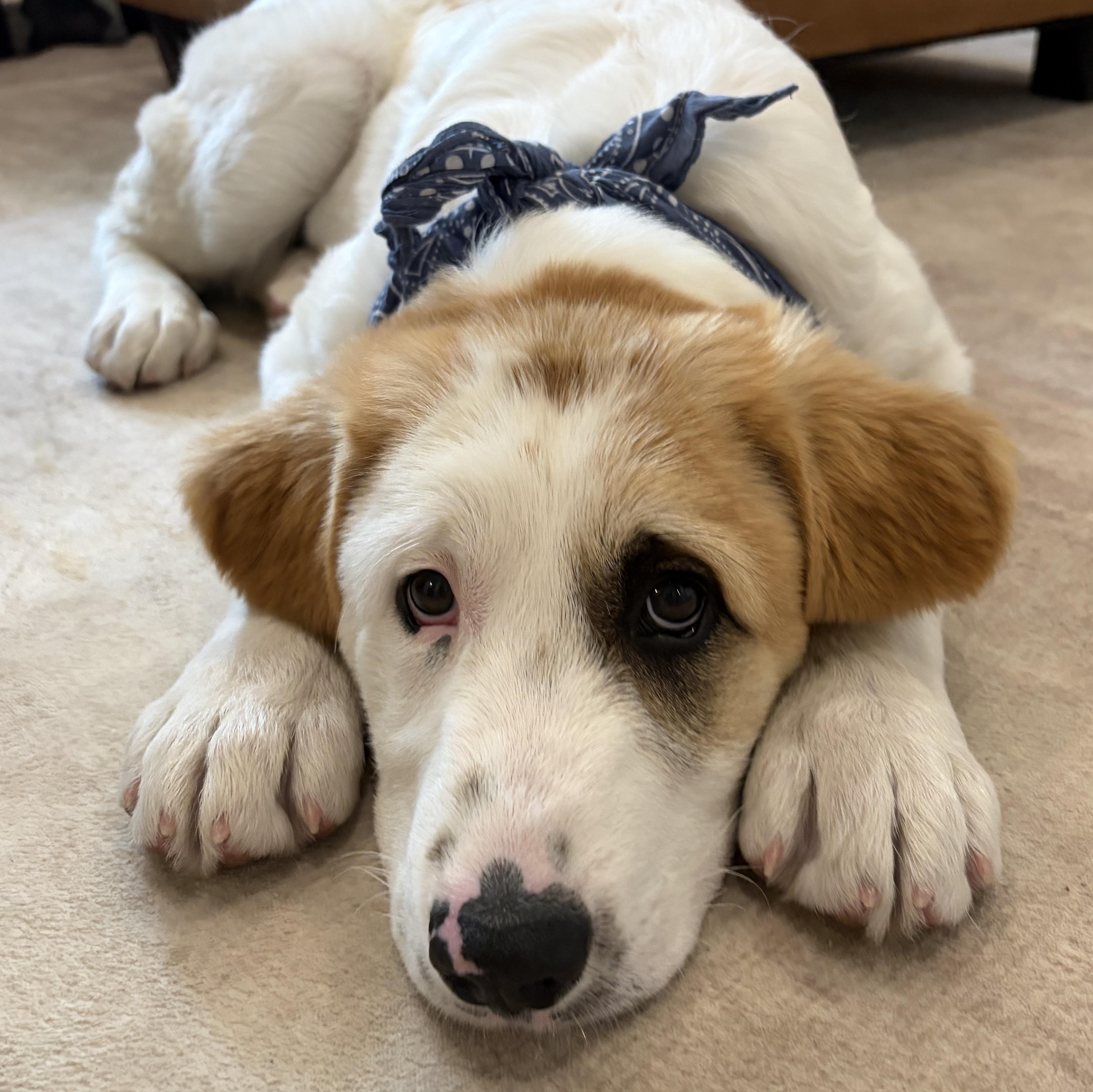 Enlarge Jacoby Jackpot - Local Pup, an adopted mixed breed in Andover, MA image 5/6