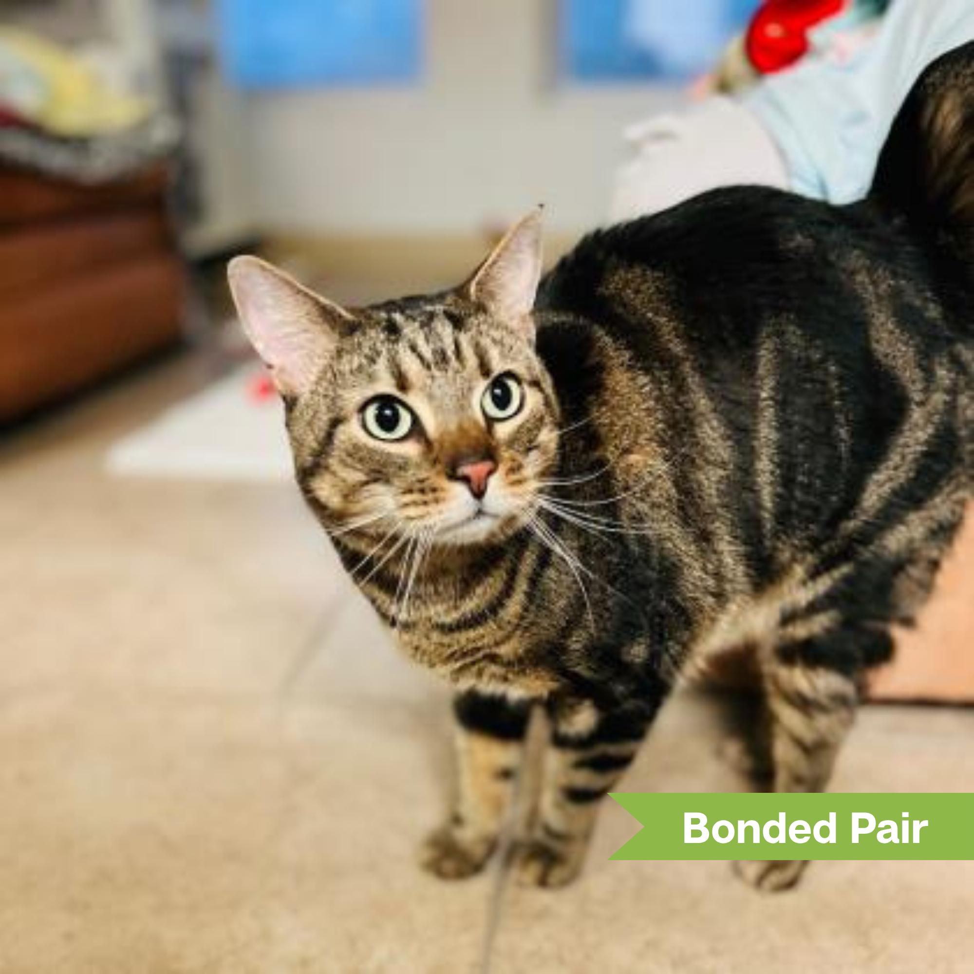 Enlarge Tiger (bonded w/ Panda), a Adoptable Domestic Short Hair in Reisterstown, MD image 3/3