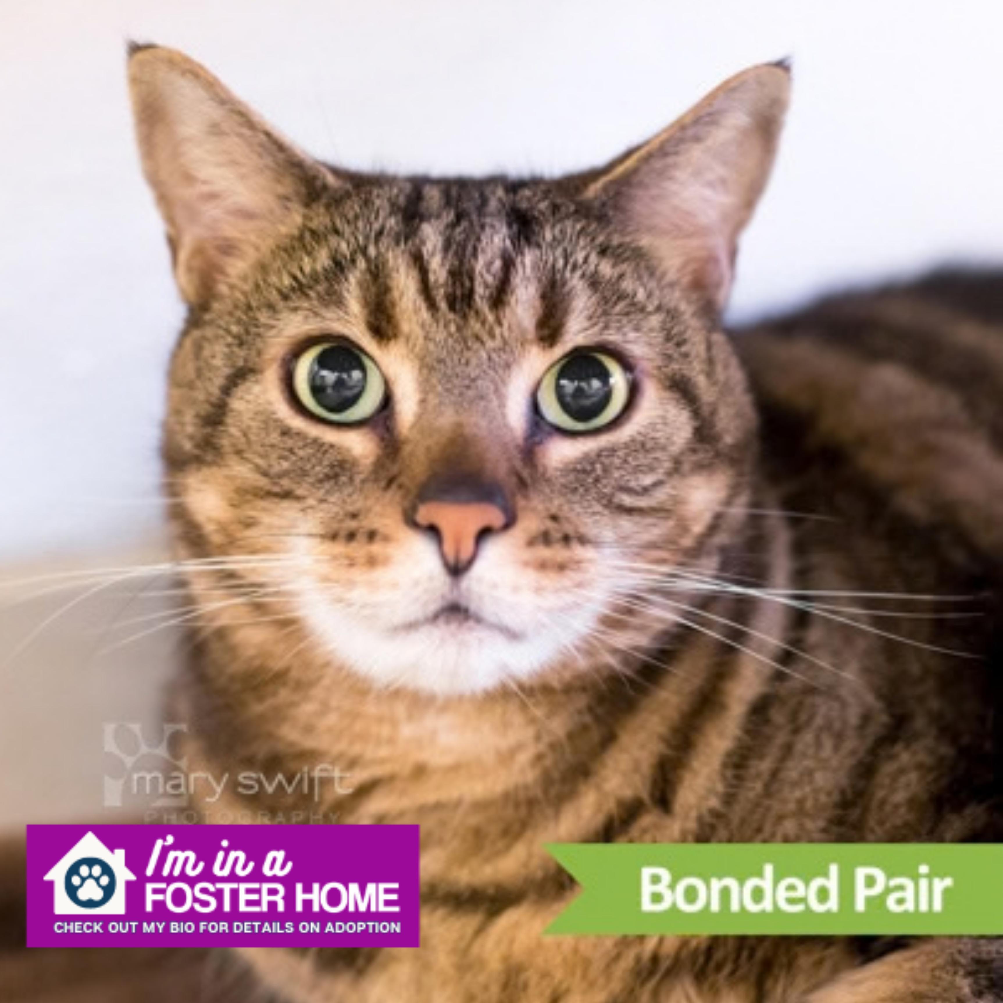 Enlarge Tiger (bonded w/ Panda), a Adoptable Domestic Short Hair in Reisterstown, MD image 1/3
