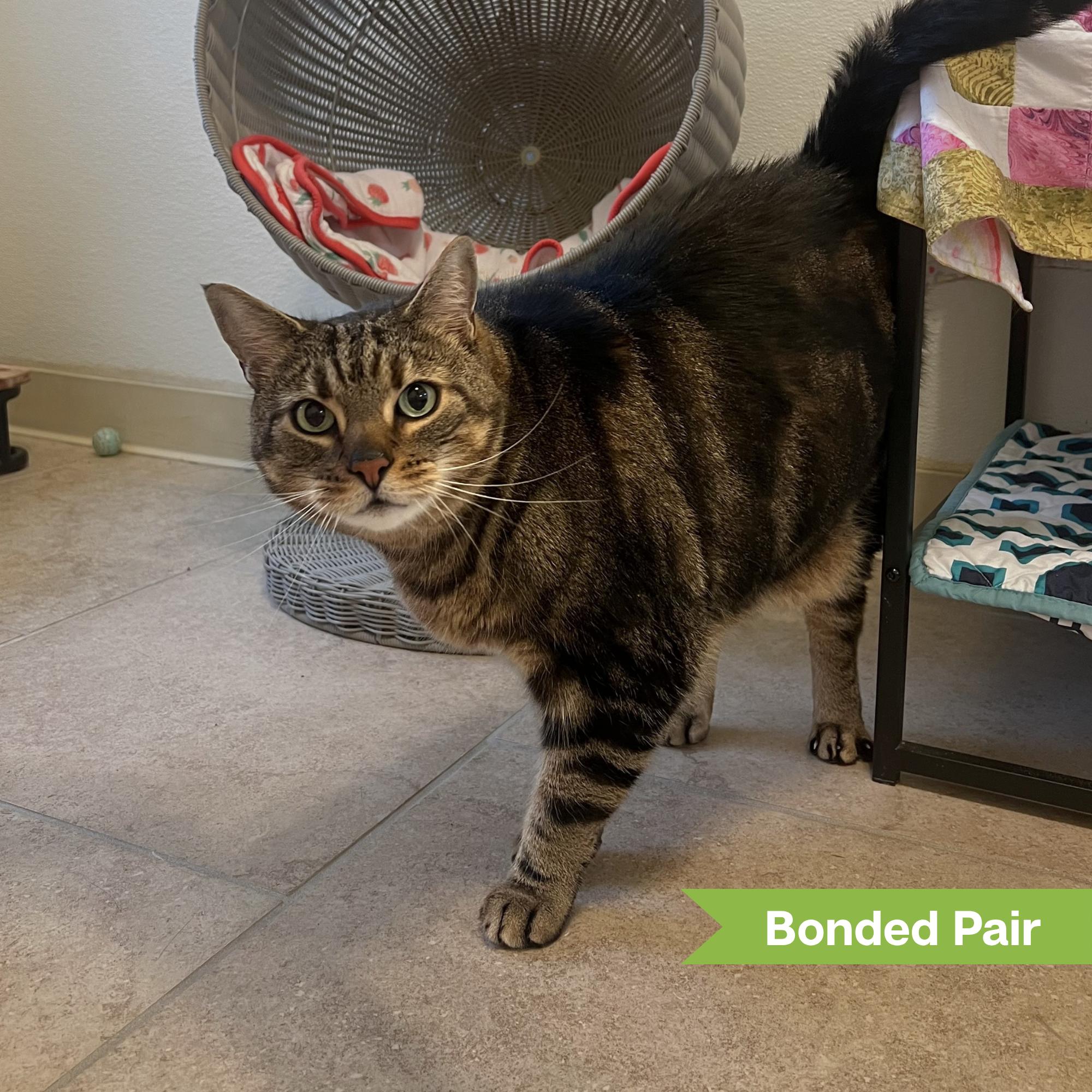 Enlarge Tiger (bonded w/ Panda), a Adoptable Domestic Short Hair in Reisterstown, MD image 2/3