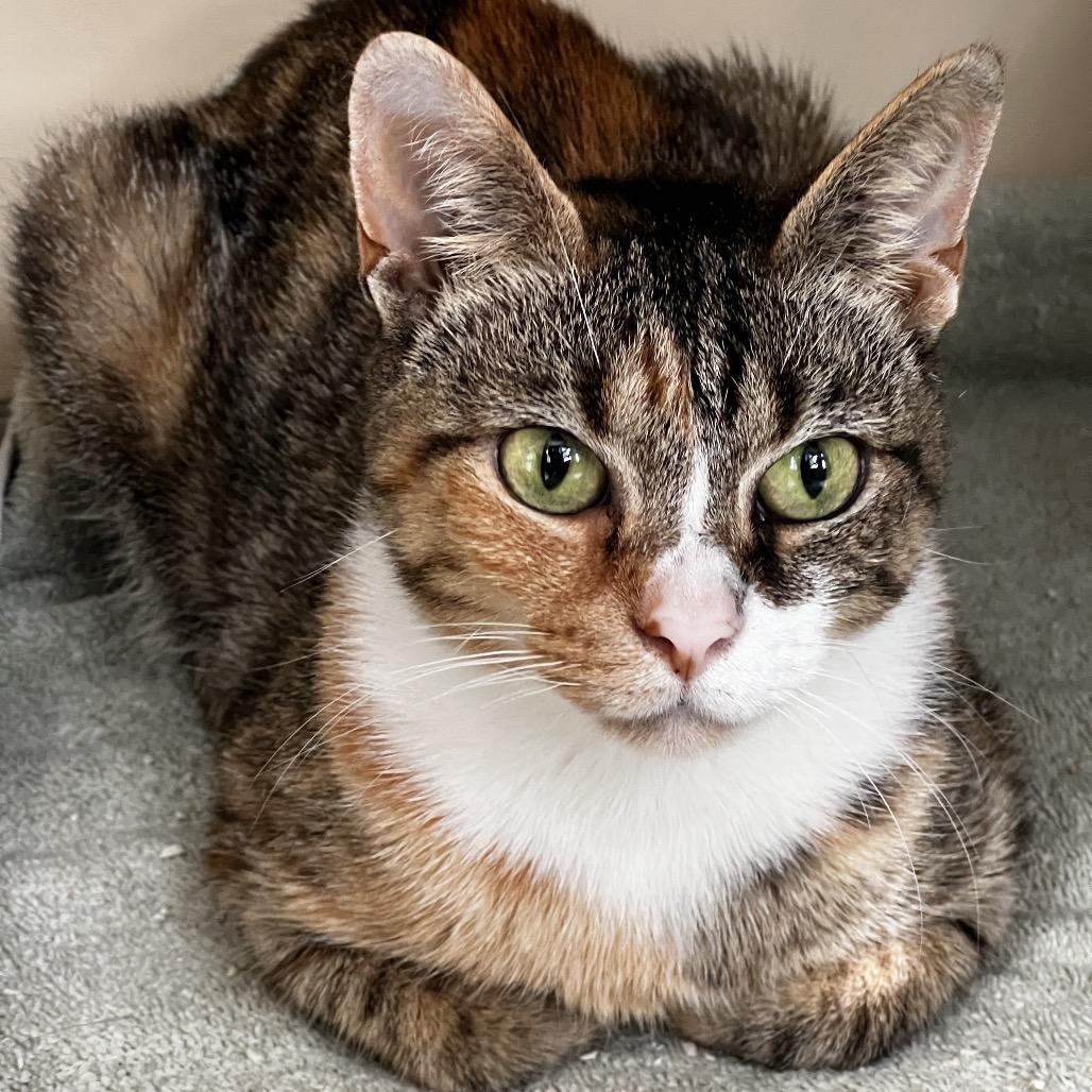 Meadow, a Adoptable Domestic Short Hair in Aldie, VA image 1/2