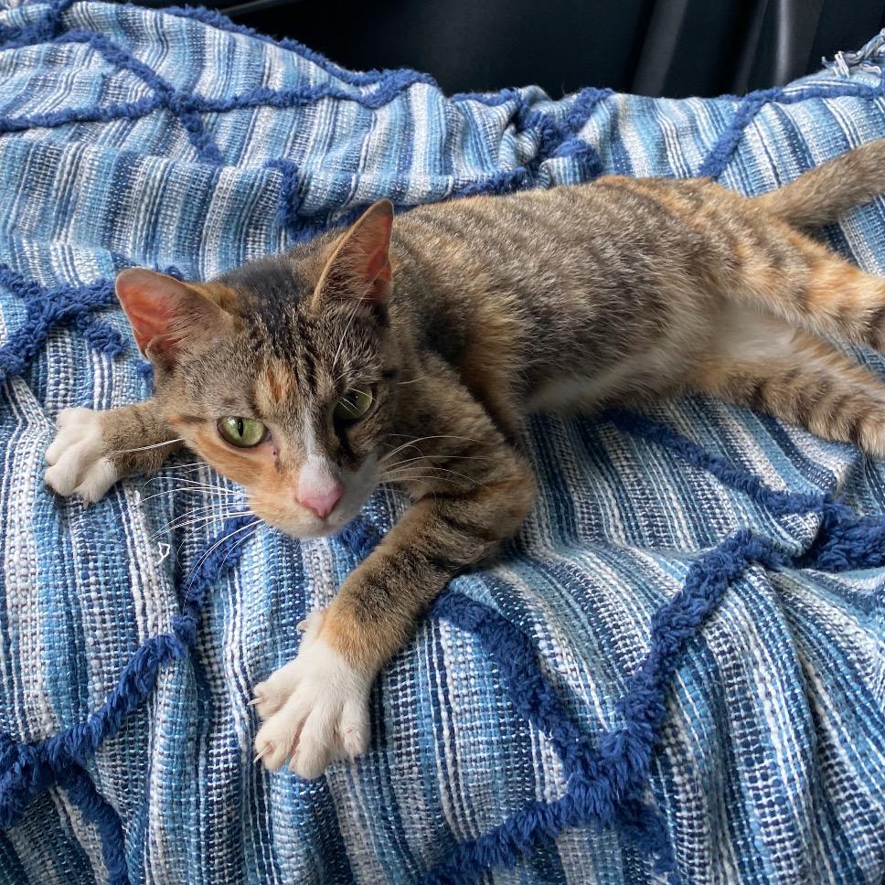 Meadow, a Adoptable Domestic Short Hair in Aldie, VA image 2/2