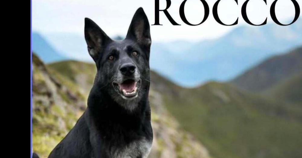 Enlarge Rocco, a Adoptable mixed breed in Tigard, OR image 1/3