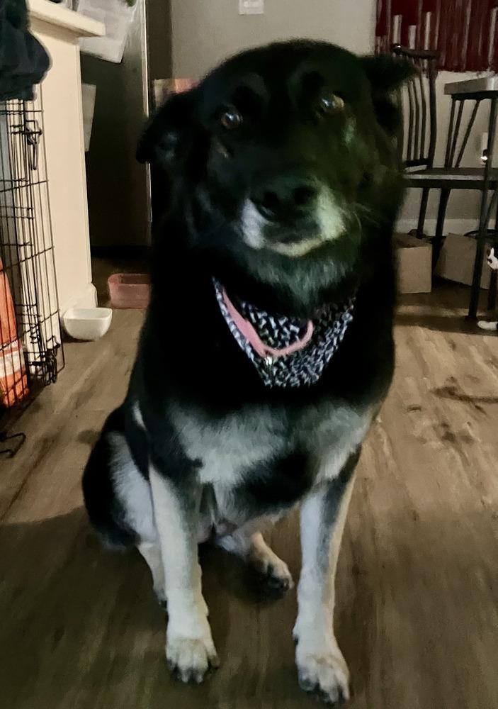 Enlarge Rocco, a Adoptable mixed breed in Tigard, OR image 3/3