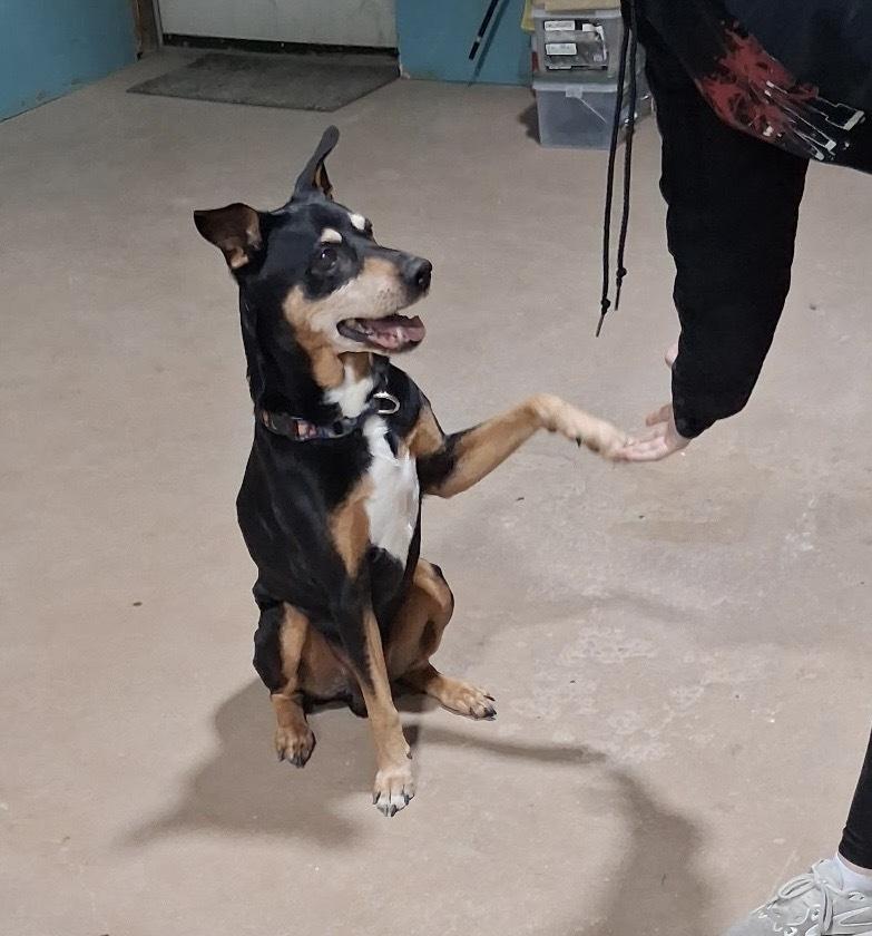 Waylon, Adoptable, Senior Male German Pinscher & Mixed Breed.