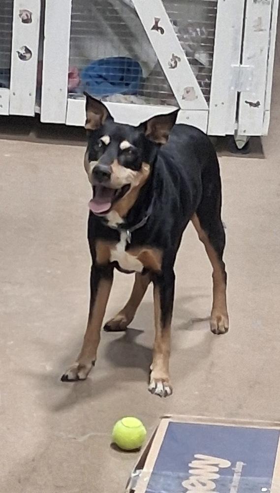 Enlarge Waylon, a Adoptable mixed breed in Germantown, OH image 2/6