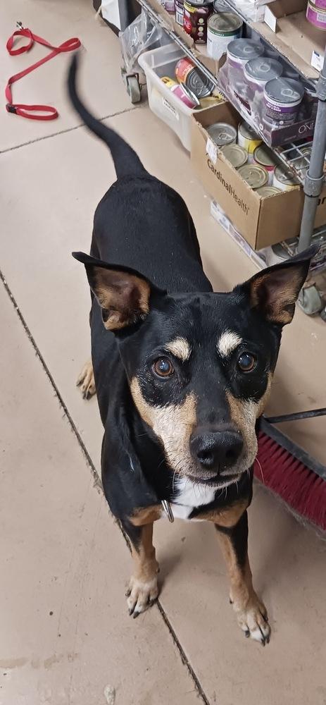 Enlarge Waylon, a Adoptable mixed breed in Germantown, OH image 3/6