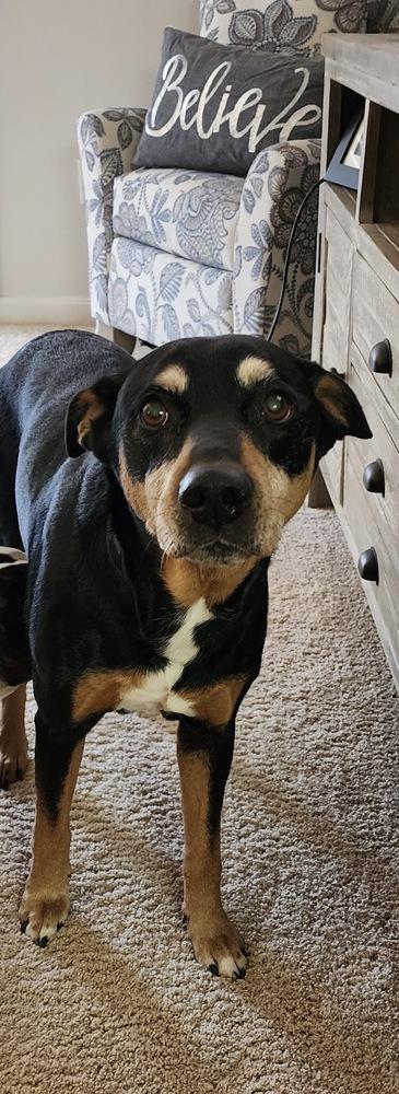 Waylon, Adoptable, Senior Male German Pinscher & Mixed Breed.