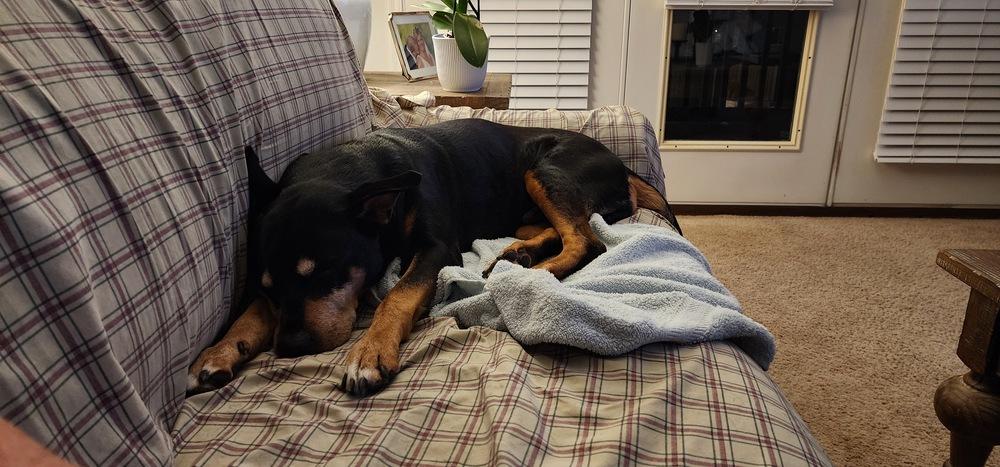 Enlarge Waylon, a Adoptable mixed breed in Germantown, OH image 6/6