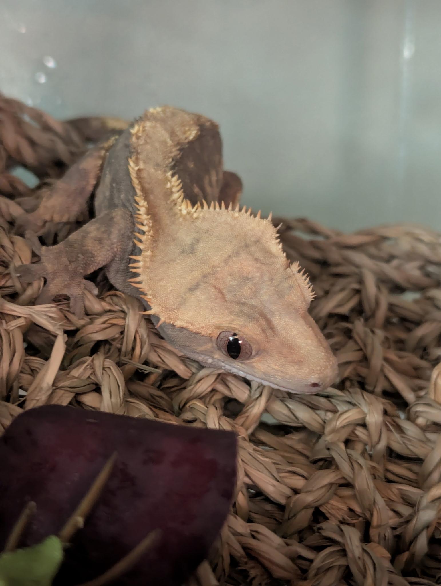 Enlarge Kuma, a ADOPTABLE Gecko in Omaha, NE image 1/2