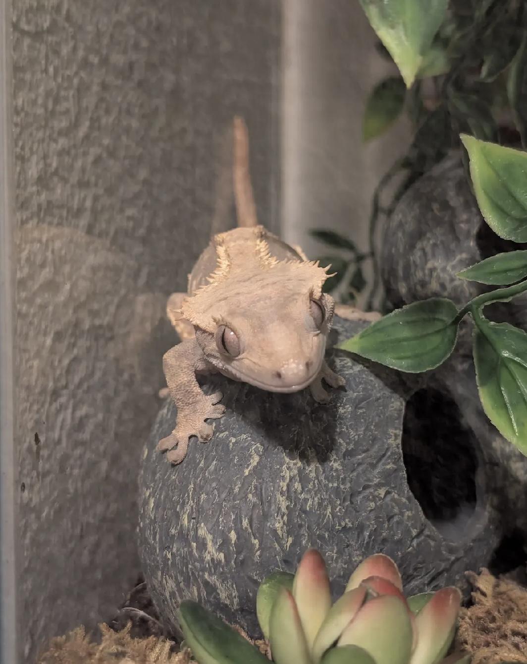 Enlarge Kuma, a ADOPTABLE Gecko in Omaha, NE image 2/2