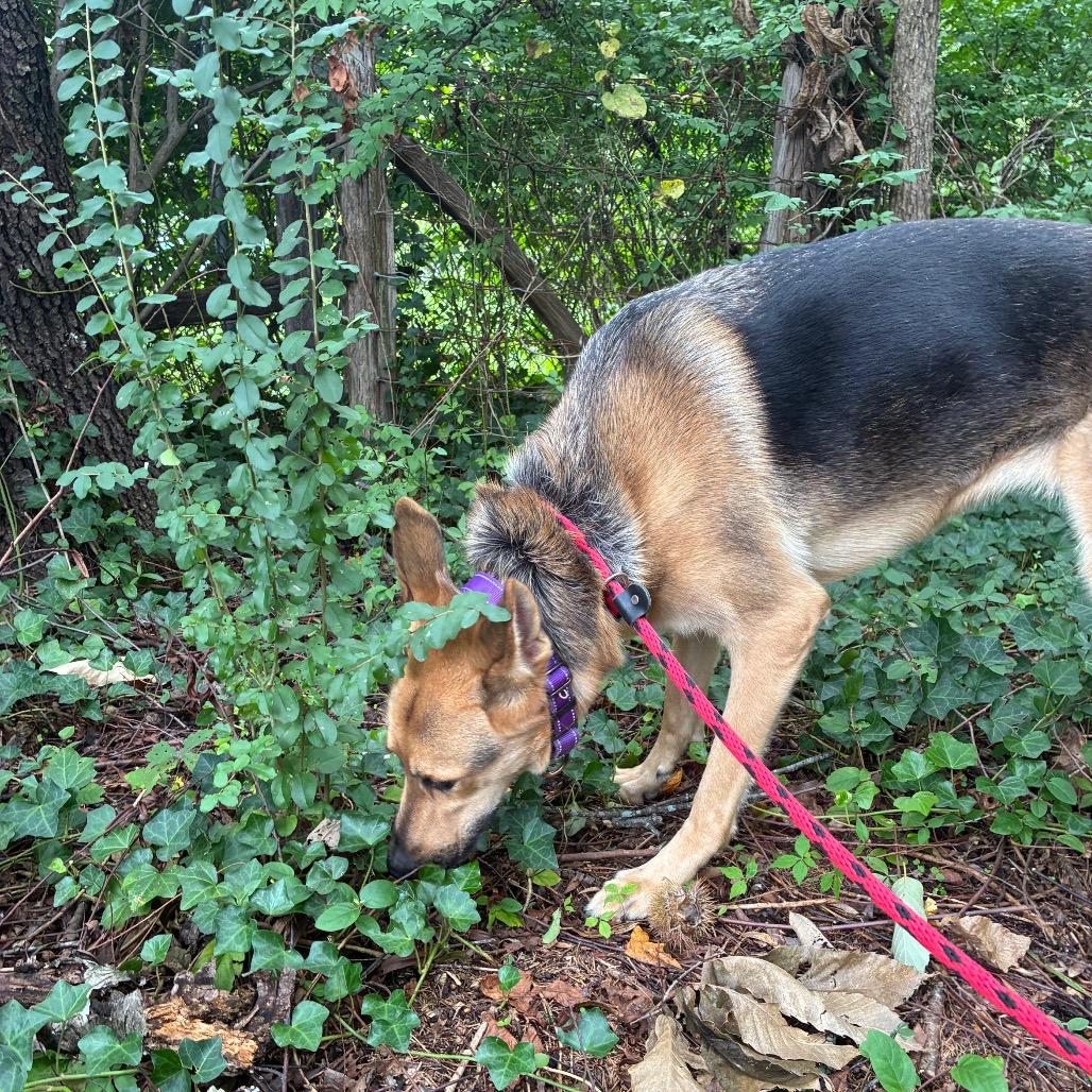 Enlarge Starla, a Adoptable mixed breed in Fredericksburg, VA image 2/5