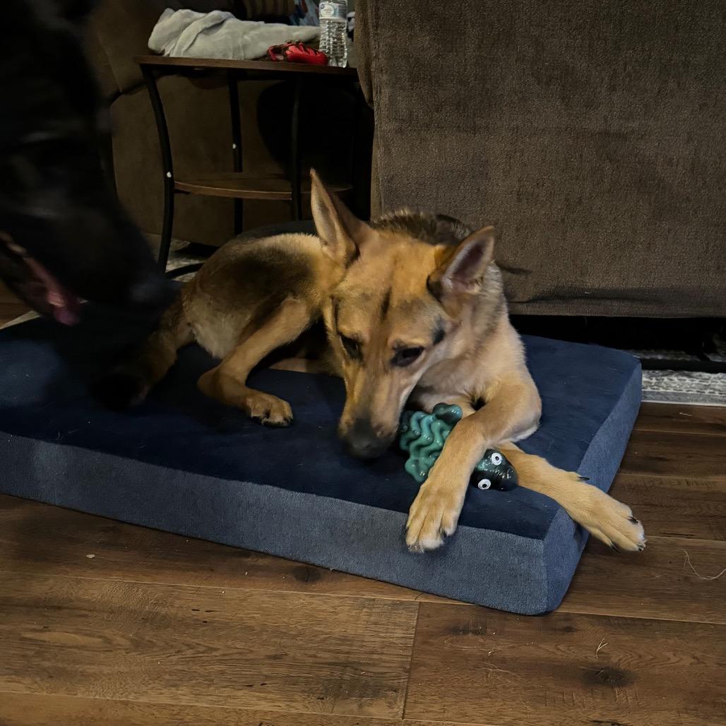 Enlarge Starla, a Adoptable mixed breed in Fredericksburg, VA image 3/5