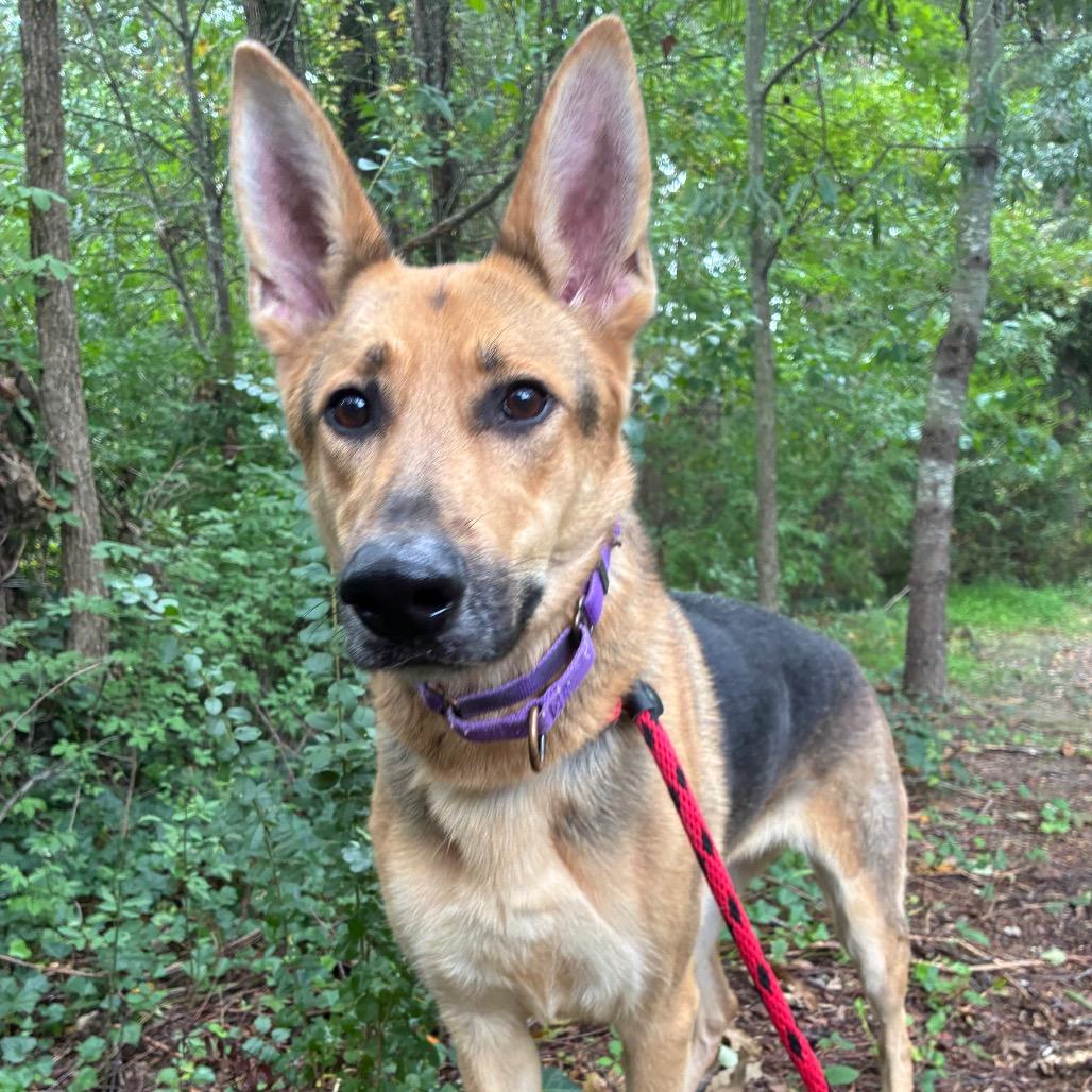 Enlarge Starla, a Adoptable mixed breed in Fredericksburg, VA image 4/5