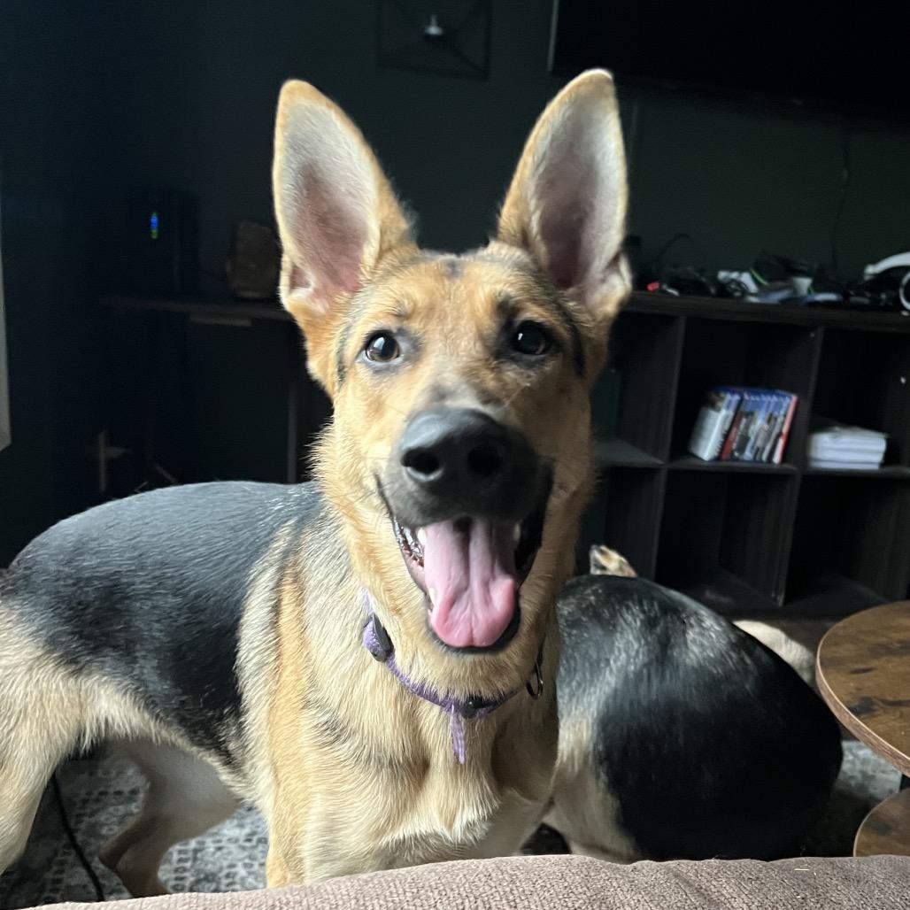 Enlarge Starla, a Adoptable mixed breed in Fredericksburg, VA image 5/5