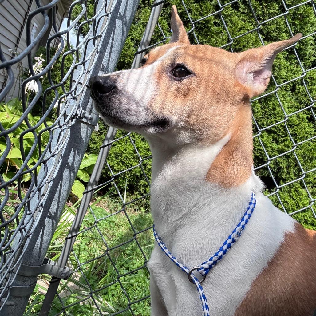 Mercury, Adoptable, Young Male Shiba Inu & Mixed Breed.