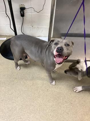 Roxanne, Adoptable, Adult Female Pit Bull Terrier & Mixed Breed.