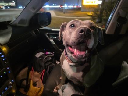 Gracie, a Adoptable mixed breed in Fort Worth, TX image 1/2