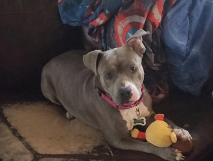 Roxanne, Adoptable, Adult Female Pit Bull Terrier & Mixed Breed.