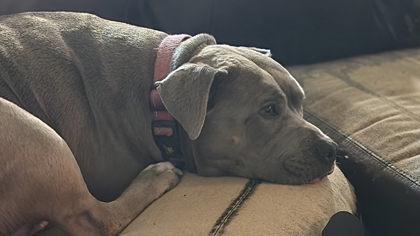 Enlarge Gracie, a Adoptable mixed breed in Fort Worth, TX image 2/2