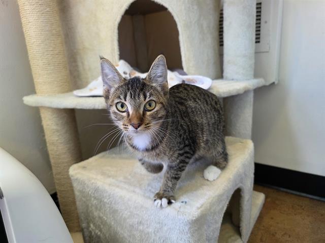 LADY, Adoptable, Young Female Domestic Short Hair.