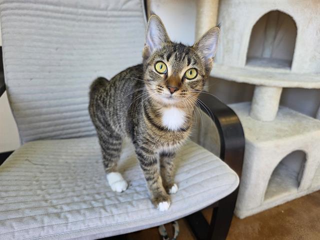 LADY, Adoptable, Young Female Domestic Short Hair.
