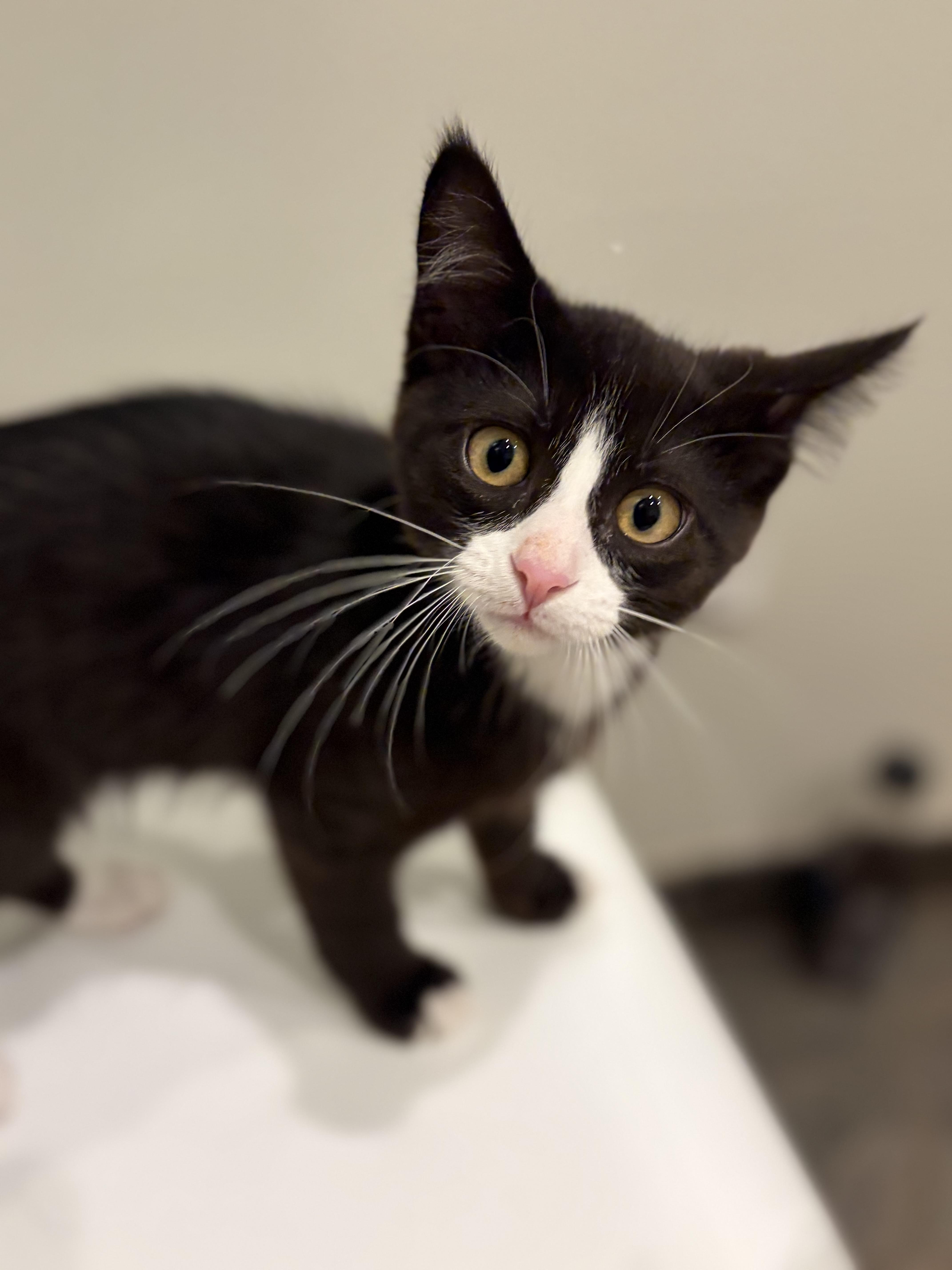 Enlarge Dim, a Adoptable Domestic Short Hair in South Lyon, MI image 1/6