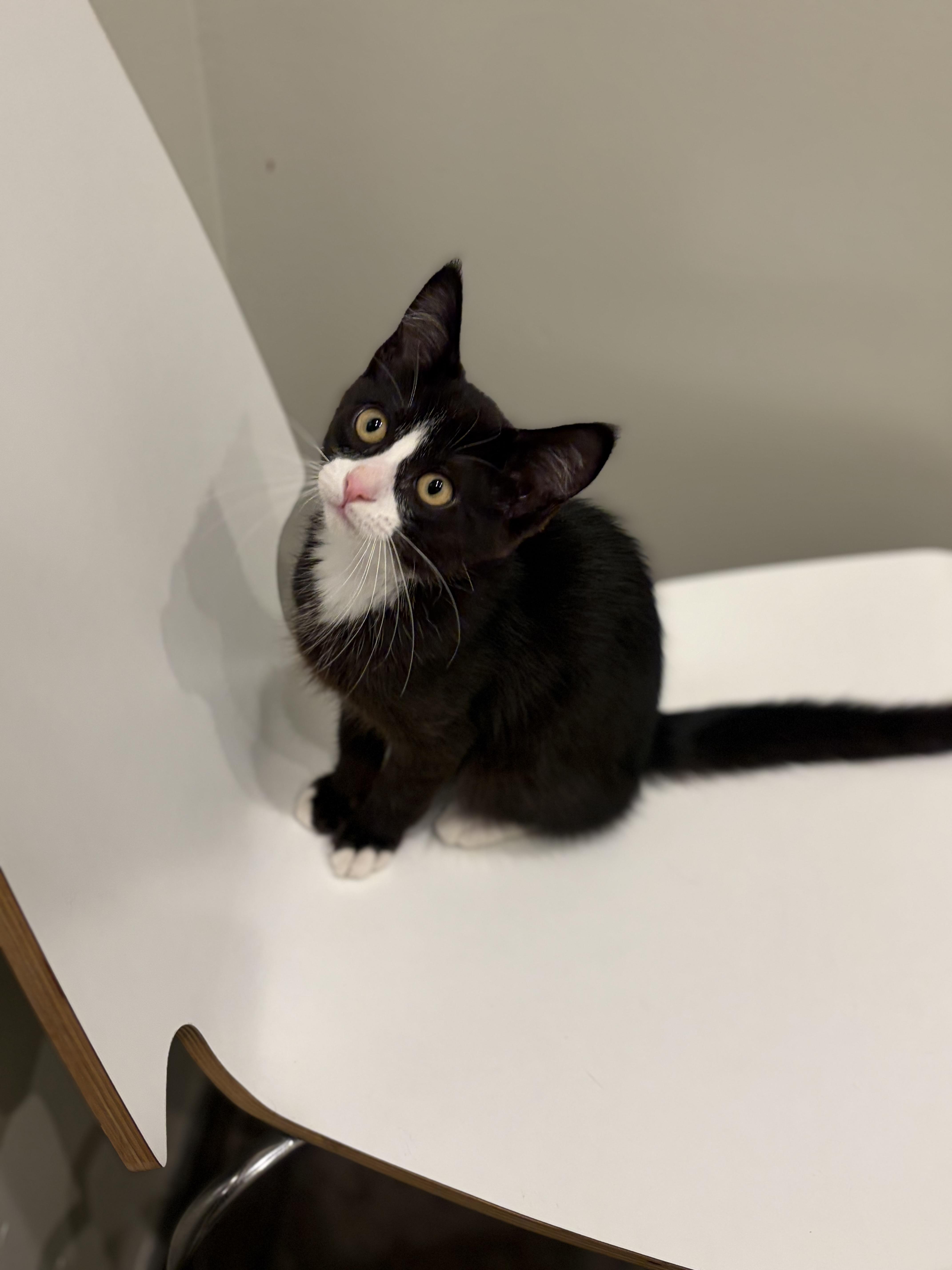Enlarge Dim, a Adoptable Domestic Short Hair in South Lyon, MI image 2/6