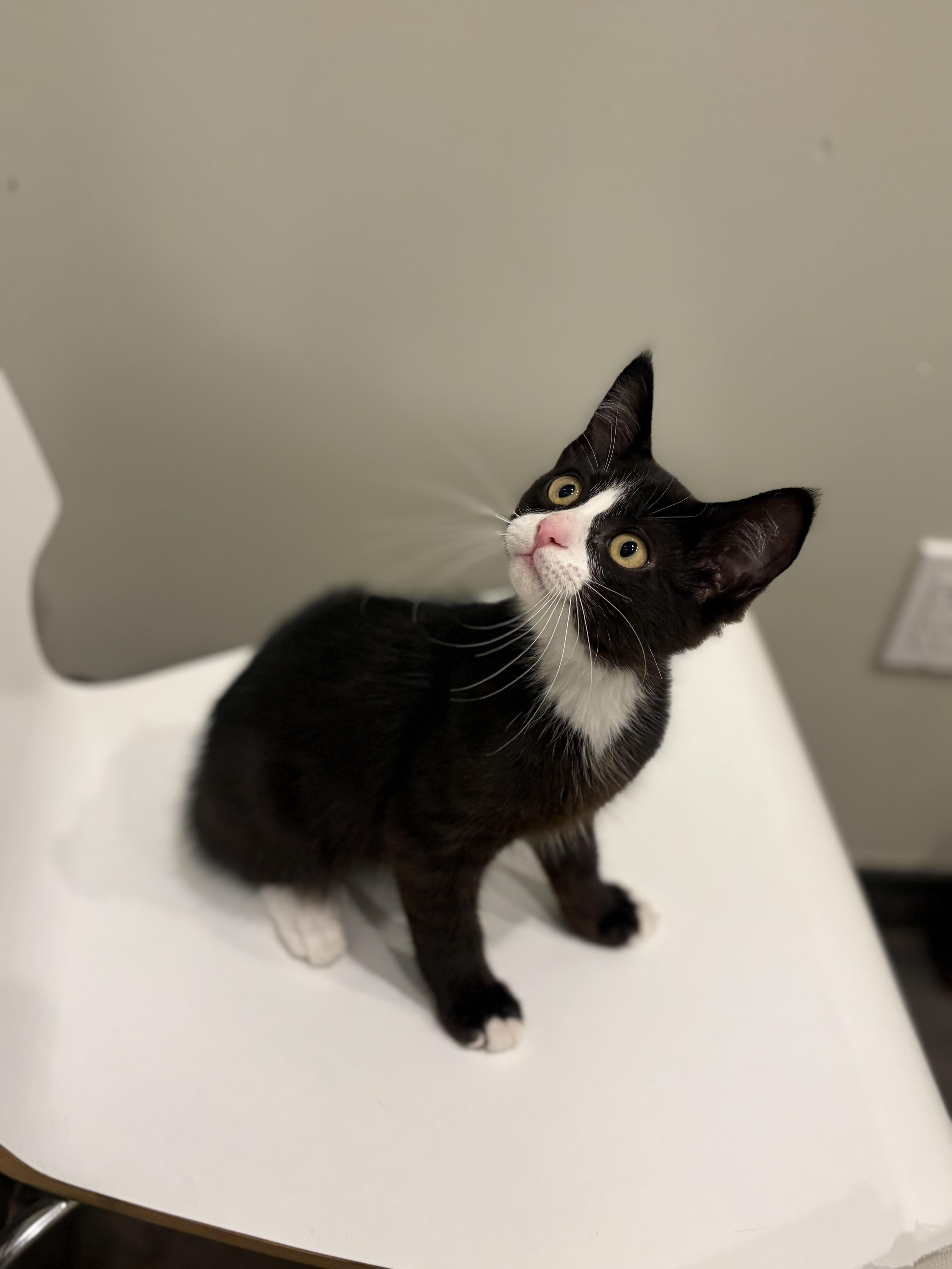 Enlarge Dim, a Adoptable Domestic Short Hair in South Lyon, MI image 3/6