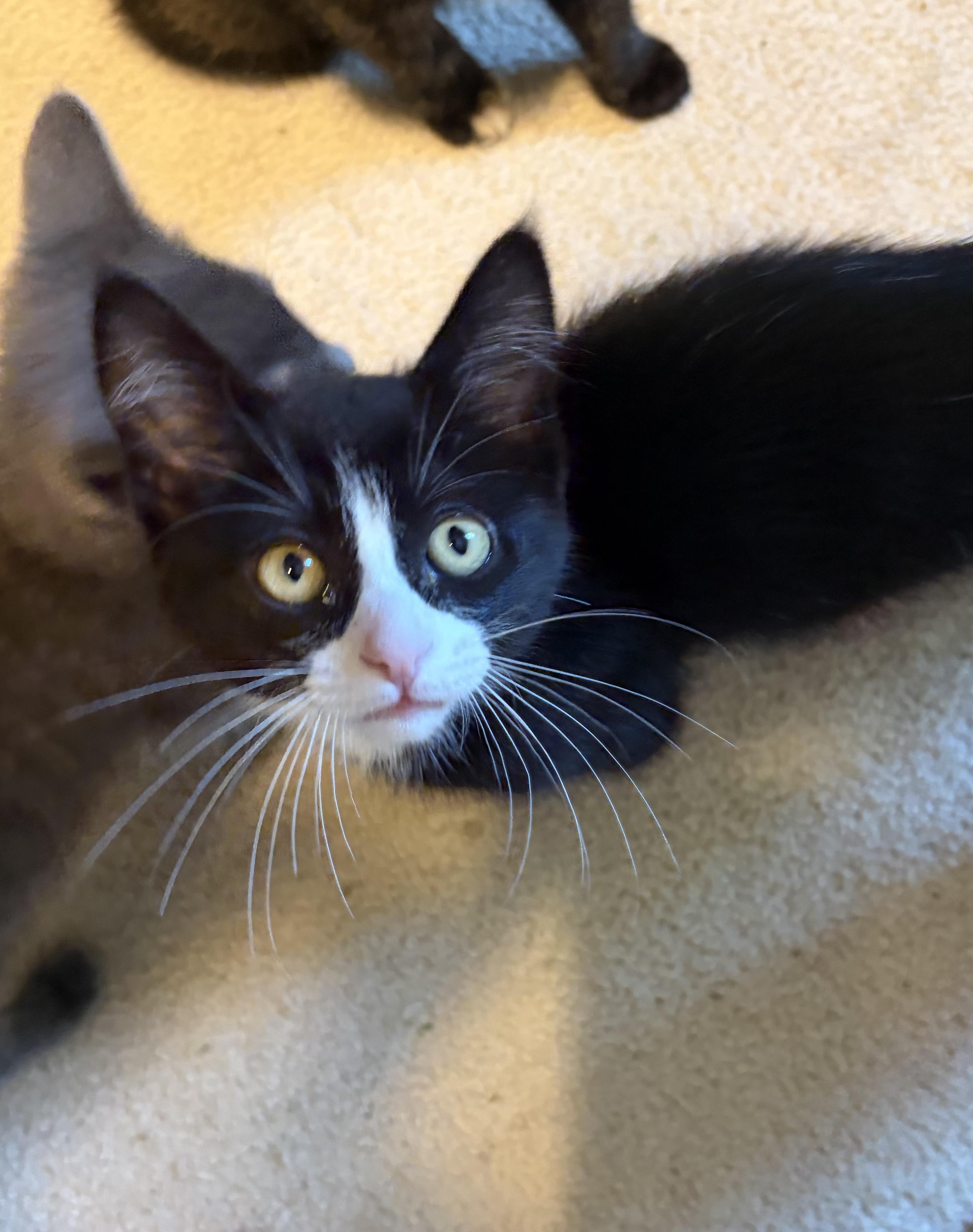 Enlarge Dim, a Adoptable Domestic Short Hair in South Lyon, MI image 4/6